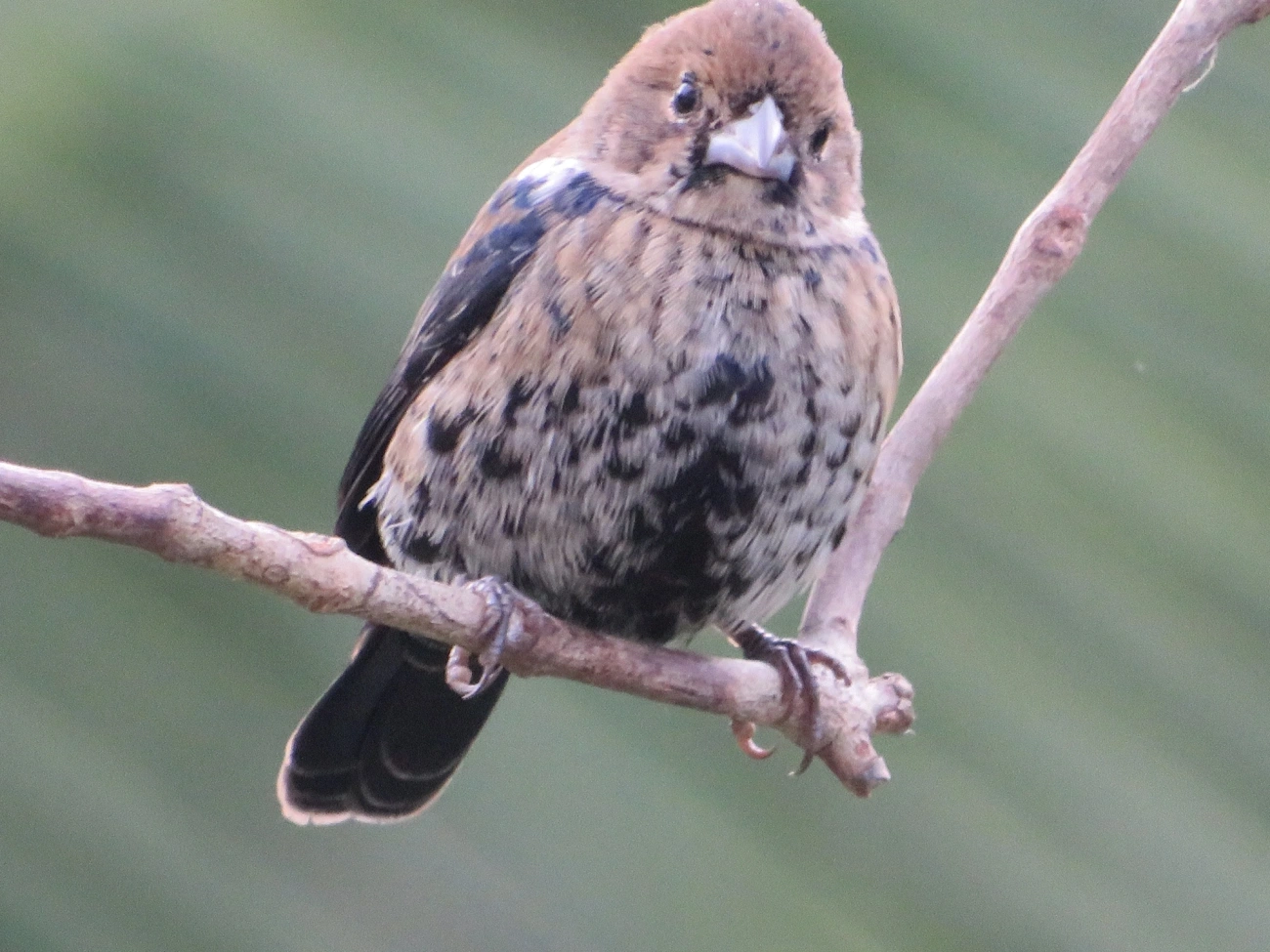 Tiziu (Volatinia jacarina), aves, fotografado em Maresias, São Sebastião