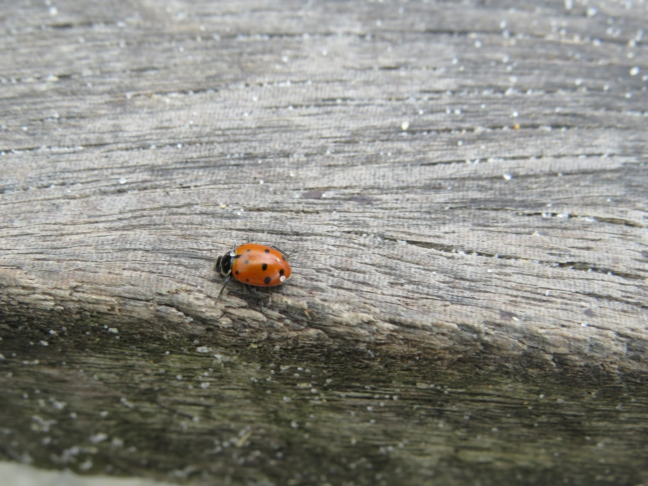Joaninha-convergente (Hippodamia convergens), insetos, fotografado em Maresias, São Sebastião