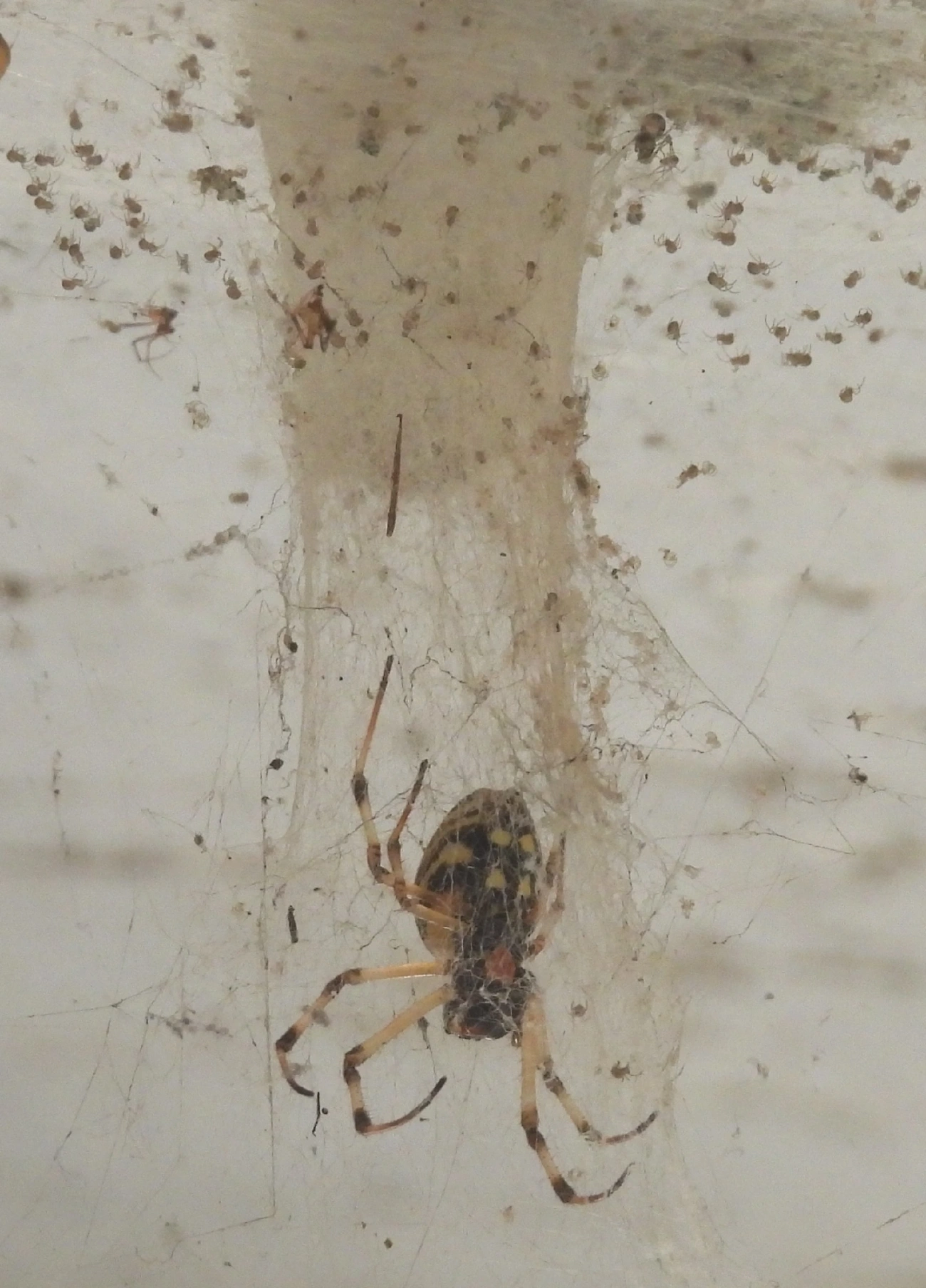 Maria-bola (Nephilingis cruentata), aracnídeos, fotografado em Queluz