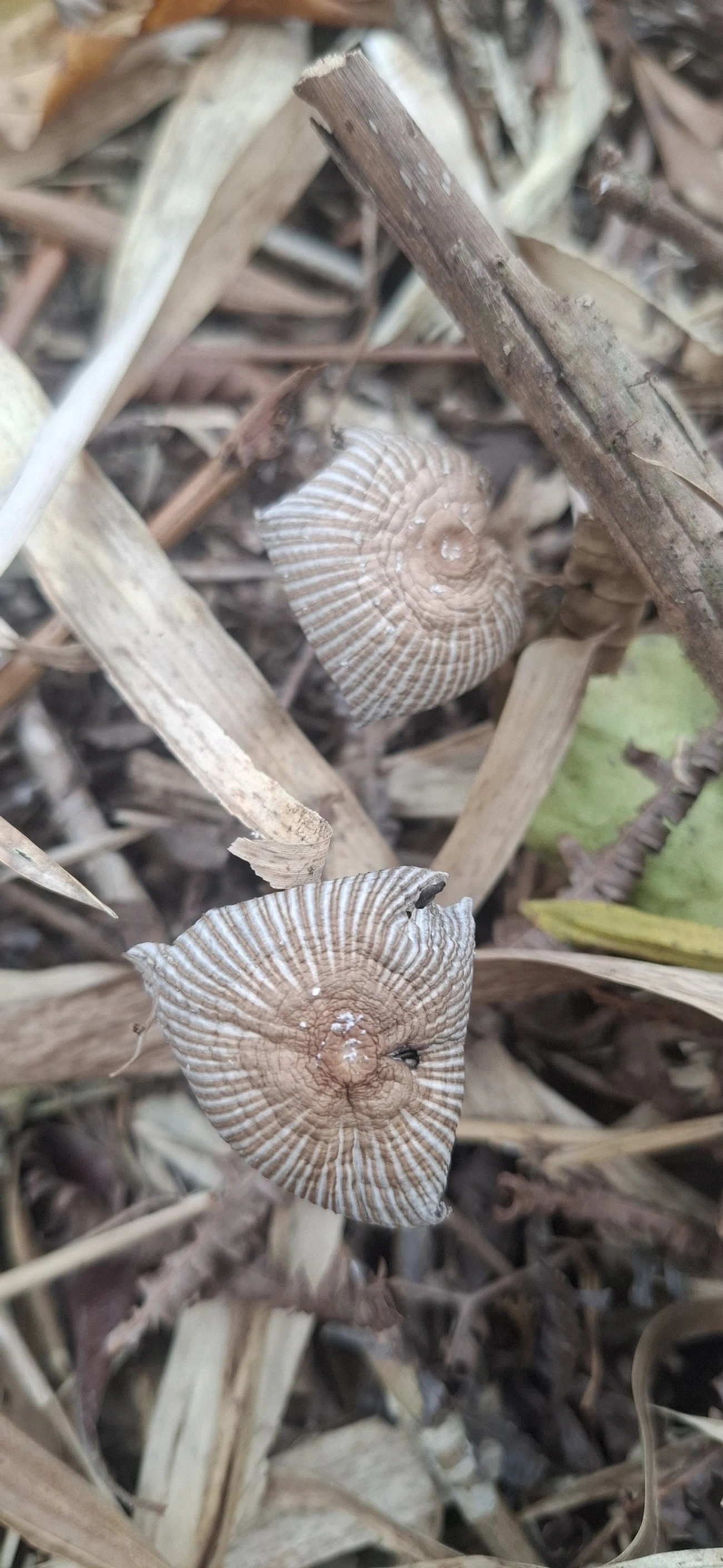 Cogumelo-tinta-franzido (Parasola plicatilis), fungos, fotografado em Maresias, São Sebastião