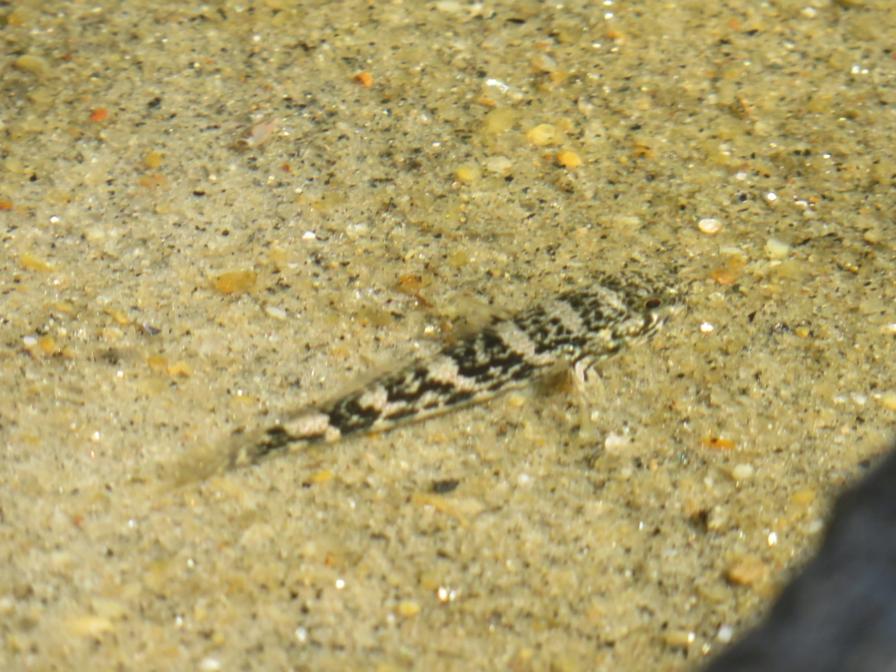Góbio-de-estuário-americano (Bathygobius soporator), peixes, fotografado em Maresias, São Sebastião