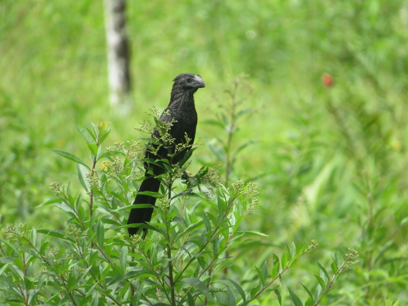 Anu-preto (Crotophaga ani), aves, fotografado em Maresias, São Sebastião