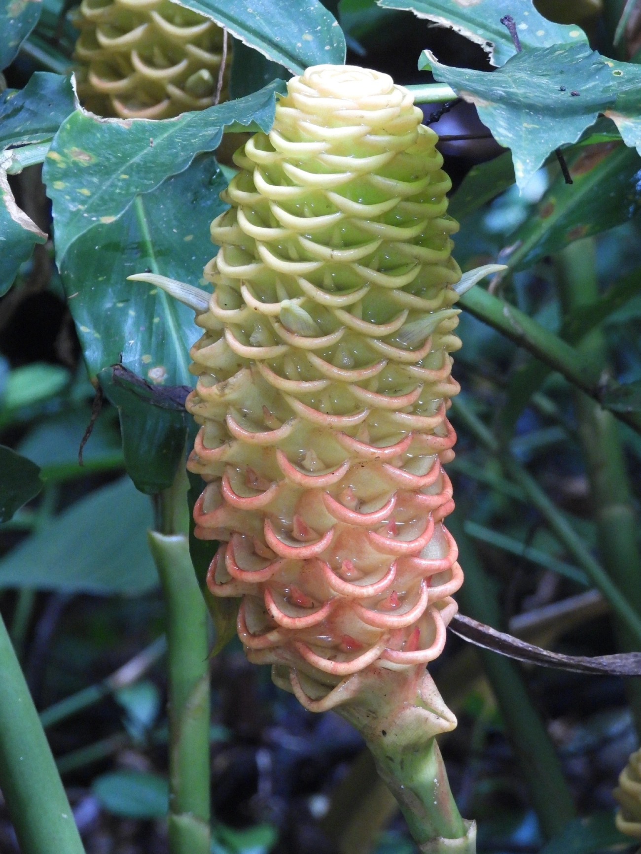 Gengibre-magnífico (Zingiber spectabile), plantas, fotografado em Boiçucanga, São Sebastião