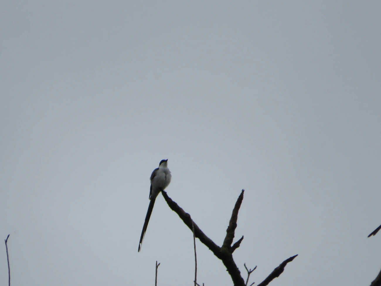 Tesourinha (Tyrannus savana), aves, fotografado em Maresias, São Sebastião