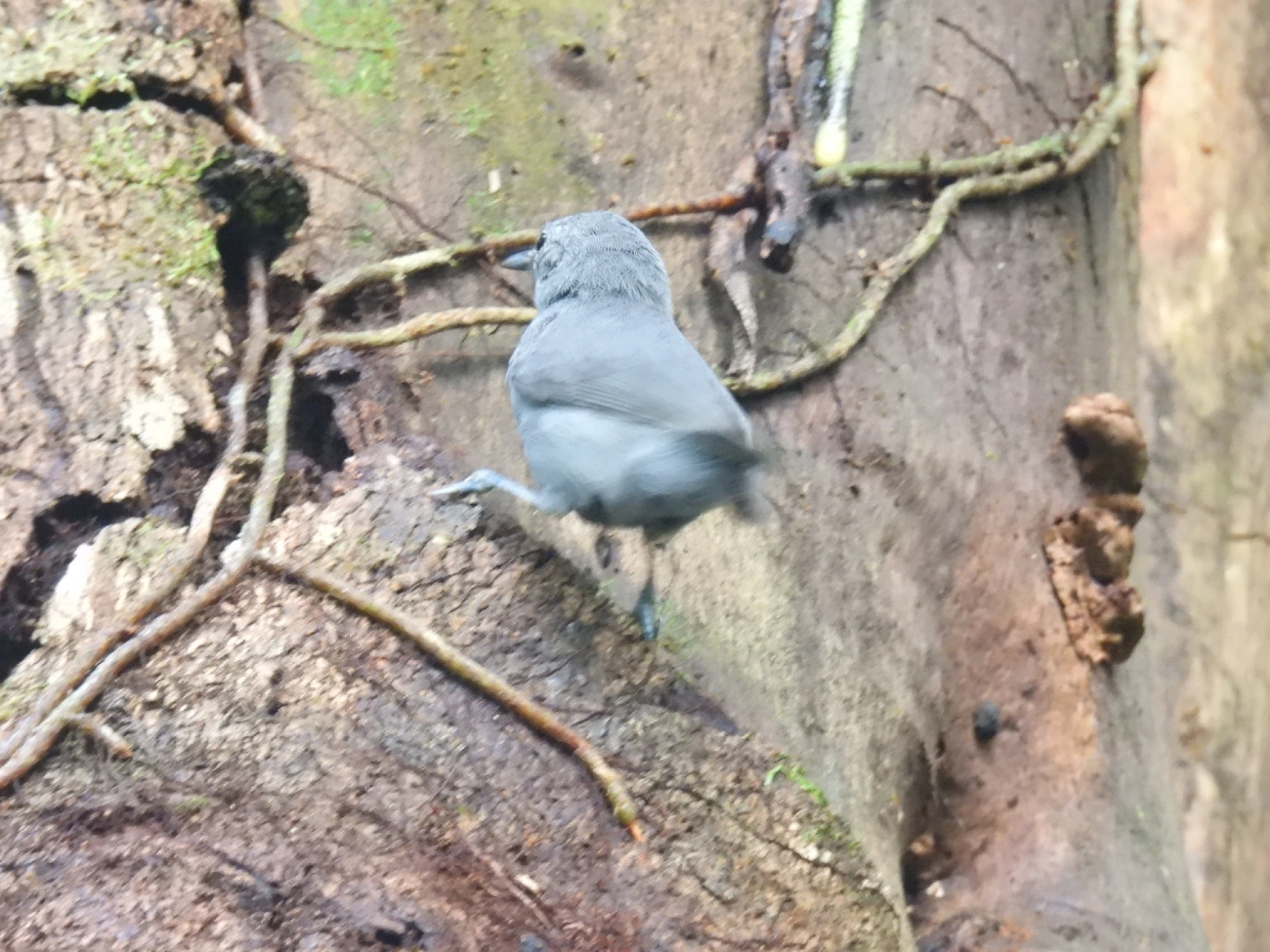 Choquinha-Cinzenta (Myrmotherula unicolor), aves, fotografado em Maresias, São Sebastião