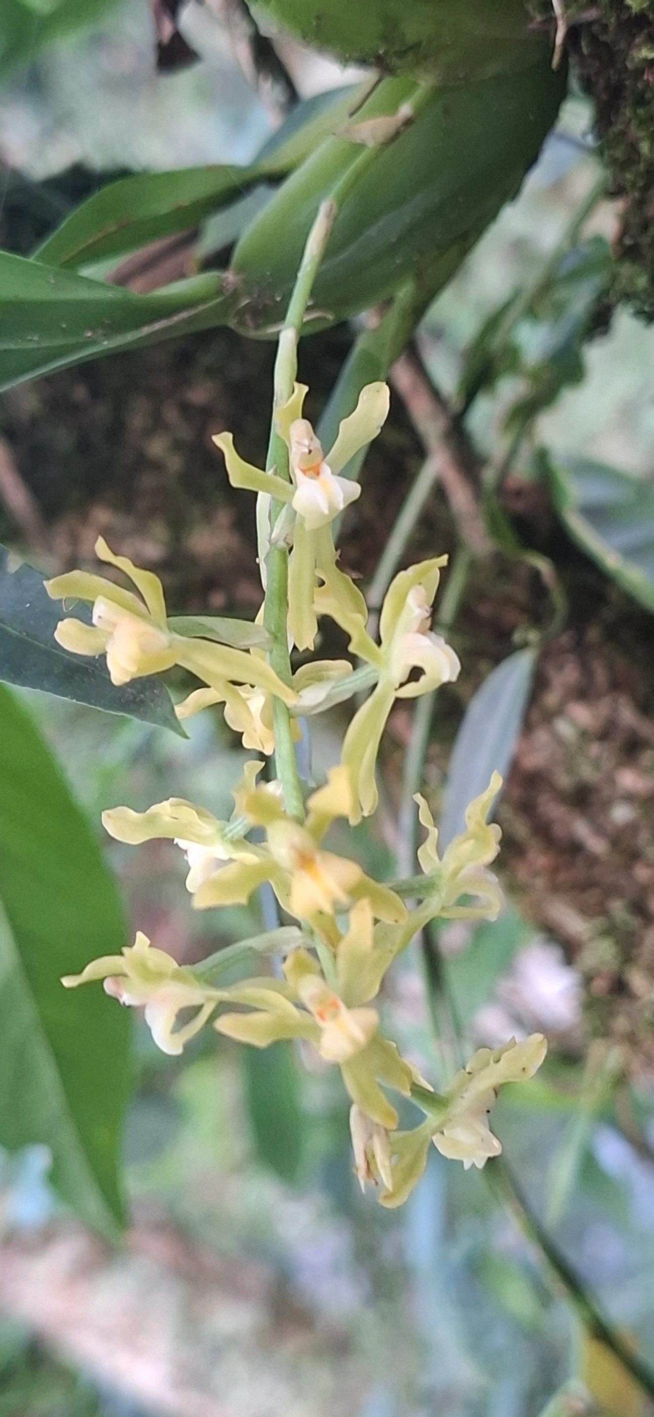 Gomesa planifolia, plantas, fotografado em Queluz