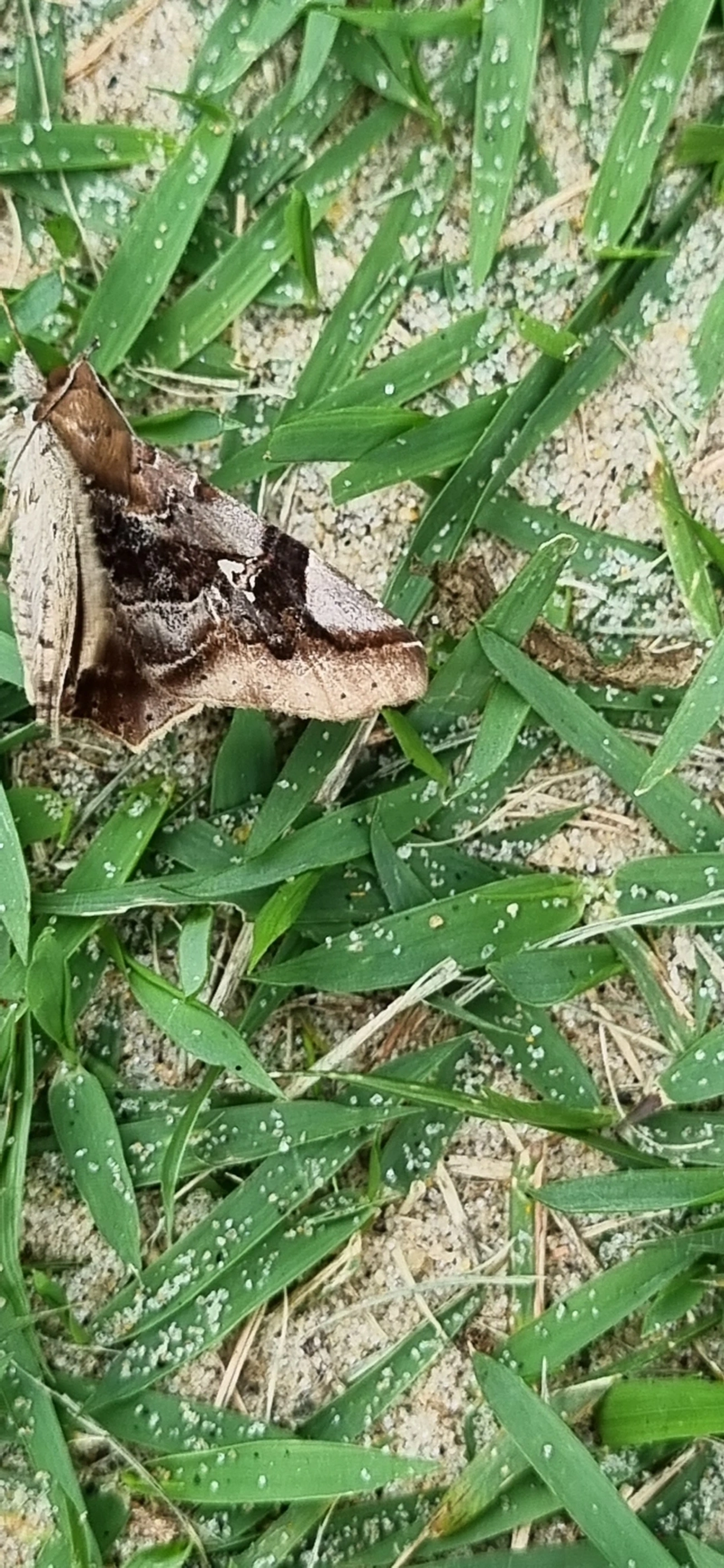 Borboletas e traças (Lepidoptera), insetos, fotografado em Maresias, São Sebastião