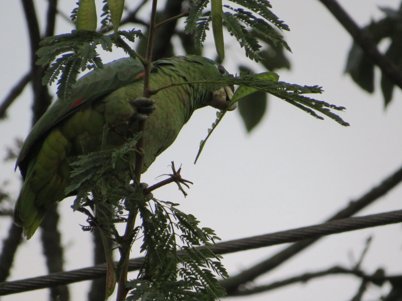 Papagaio-moleiro (Amazona farinosa), aves, fotografado em São Paulo