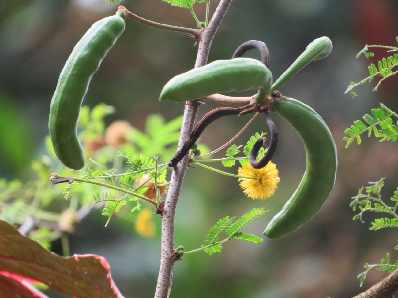 Acácia-de-dioscórides (Vachellia farnesiana), plantas, fotografado em Maresias, São Sebastião