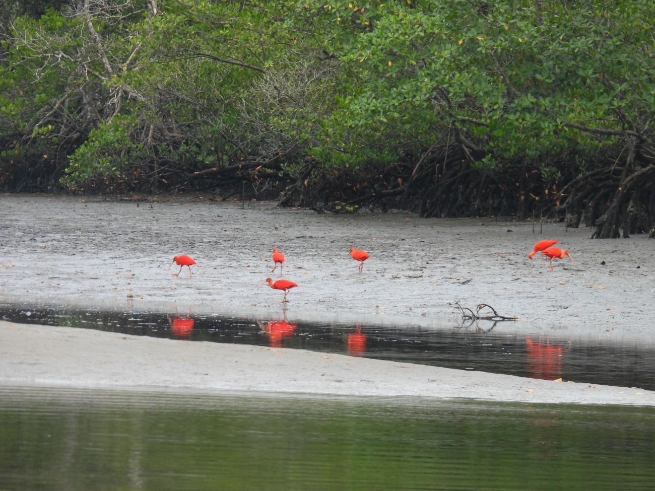 Guará (Eudocimus ruber), aves, fotografado em Cananéia