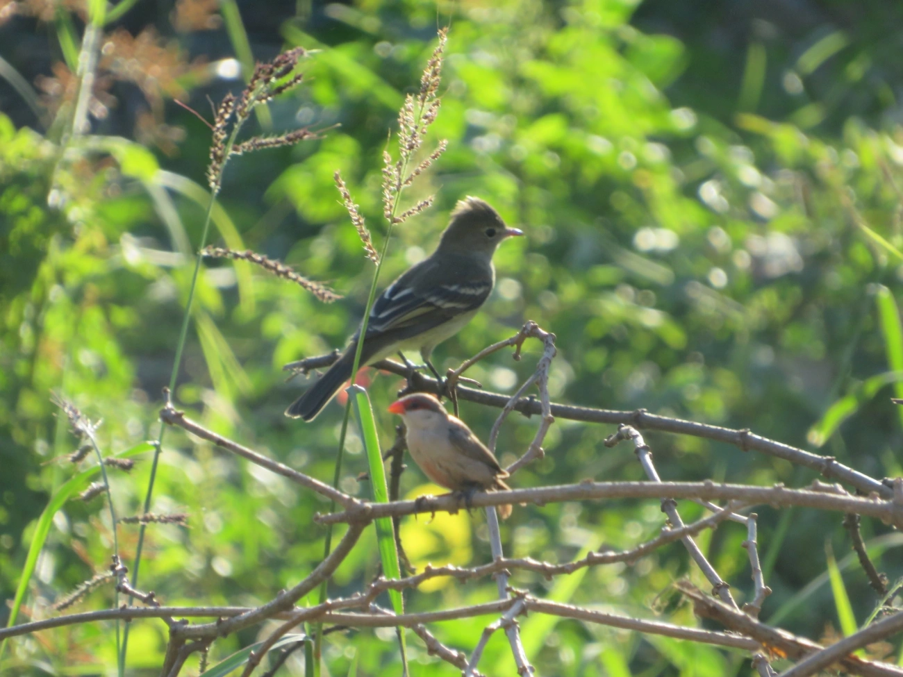 Guaracavas verdadeiras e afins (Elaenia), aves, fotografado em Maresias, São Sebastião