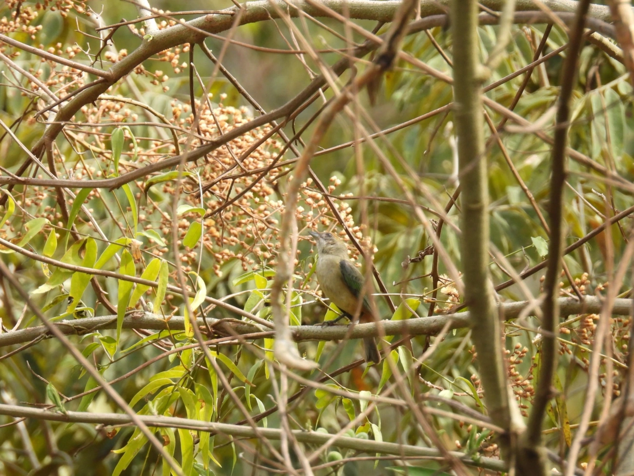Saíra-amarela (Stilpnia cayana), aves, fotografado em Rodovia BR 354, Itamonte