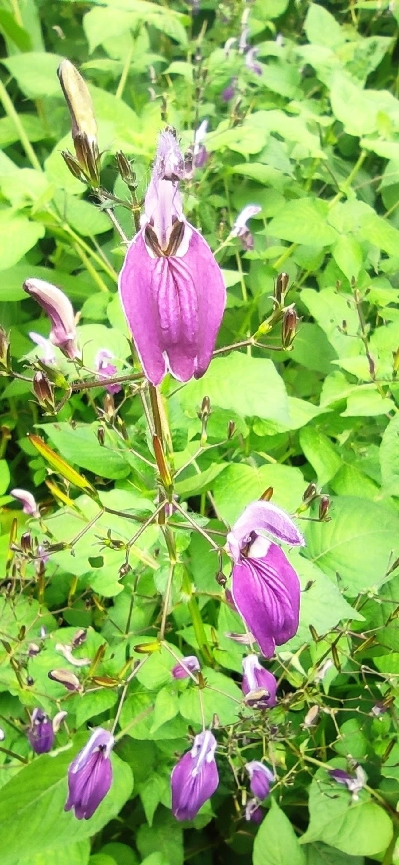 Fia-de-mina-grande (Brillantaisia lamium), plantas, fotografado em Maresias, São Sebastião