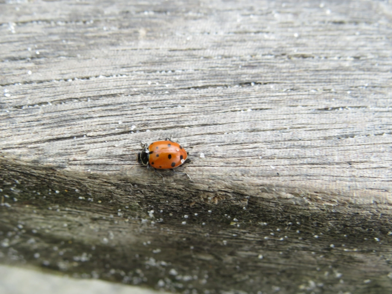 Joaninha-convergente (Hippodamia convergens), insetos, fotografado em Maresias, São Sebastião