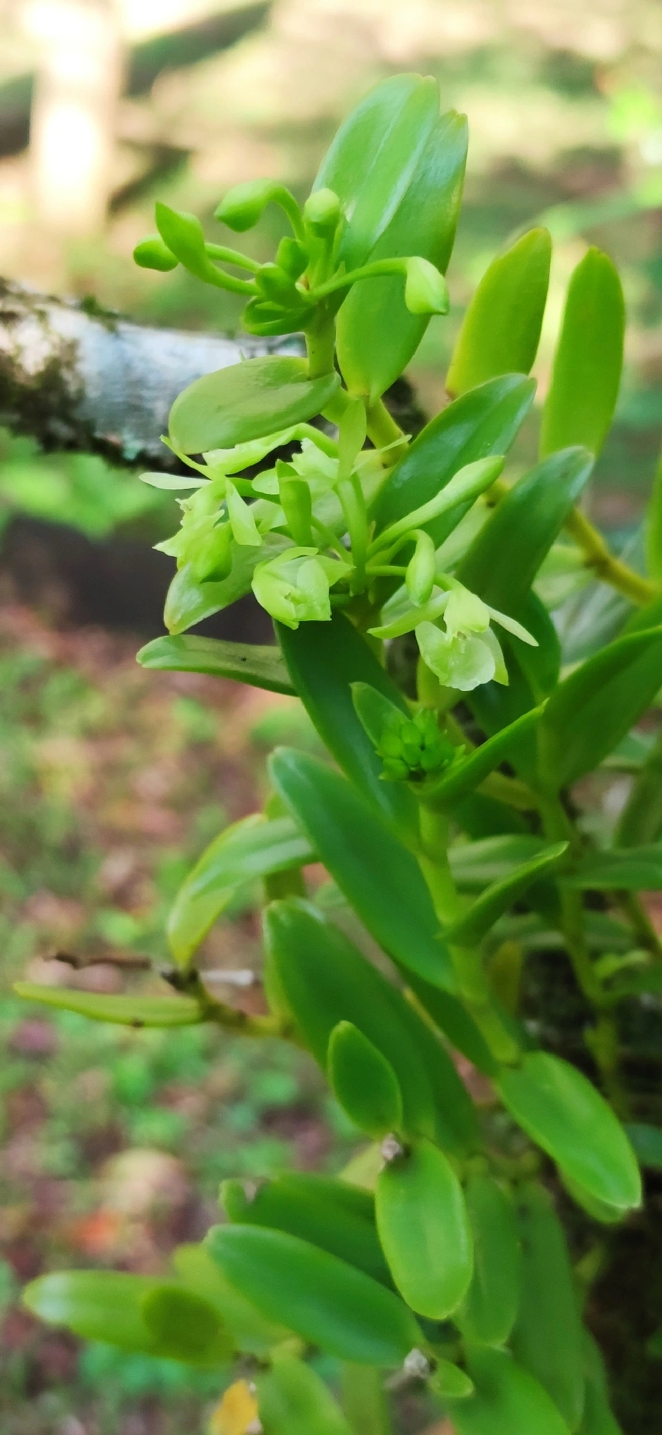 Epidendrum difforme, plantas, fotografado em Maresias, São Sebastião