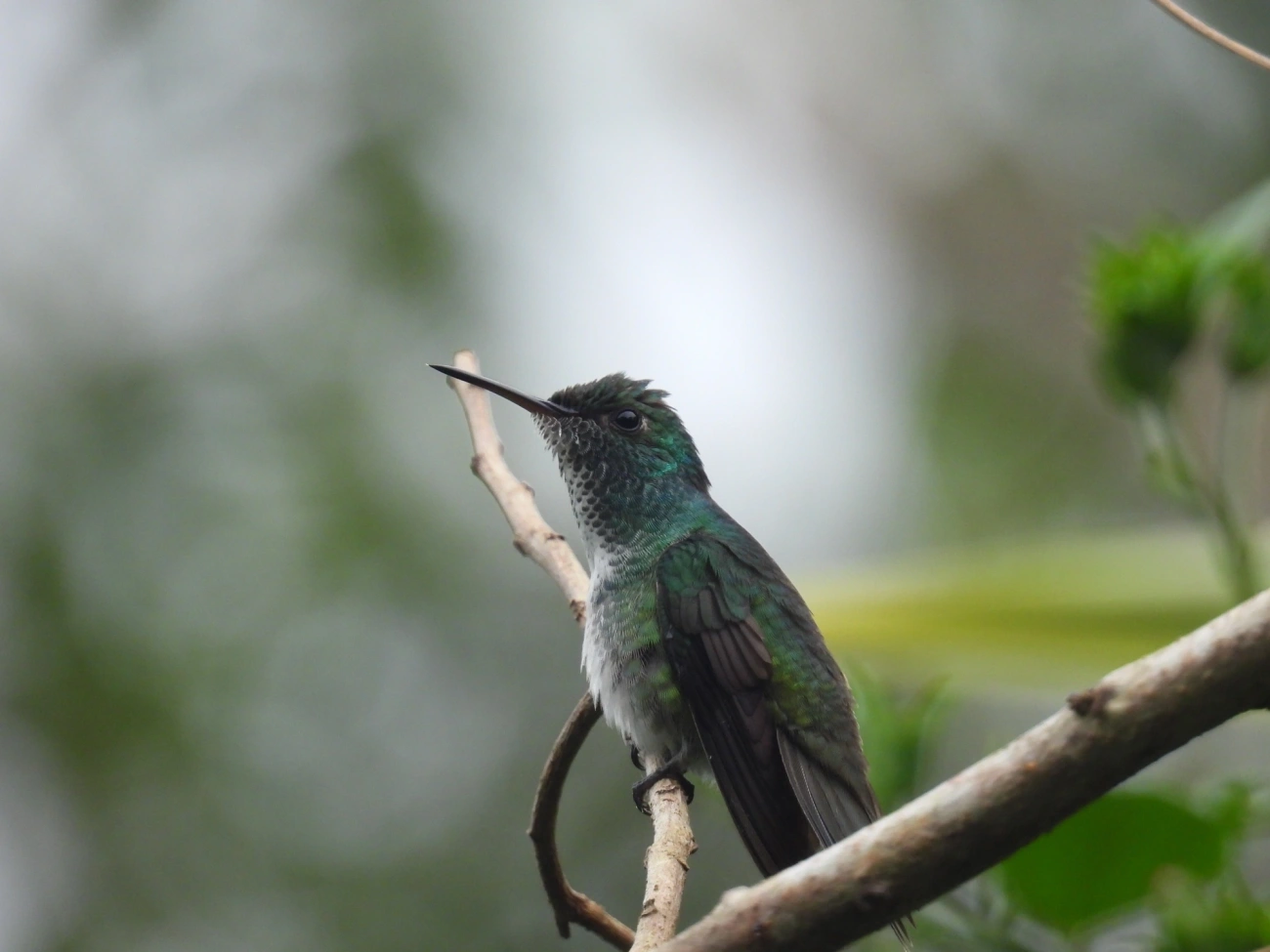 Beija-flor-de-banda-branca (Chrysuronia versicolor), aves, fotografado em Maresias, São Sebastião