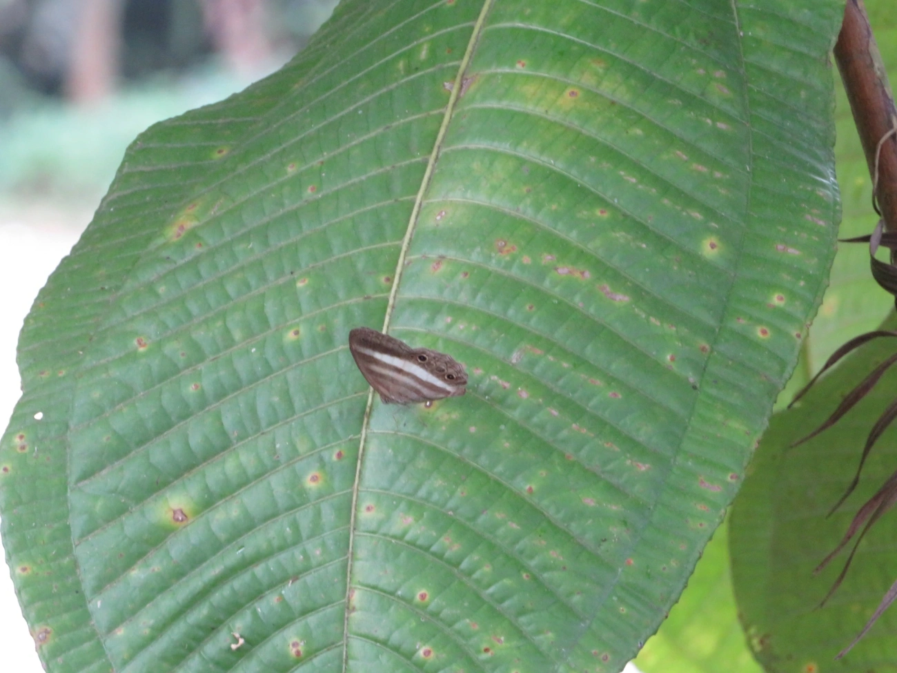 Sátiro-branco (Pareuptychia ocirrhoe), insetos, fotografado em Maresias, São Sebastião