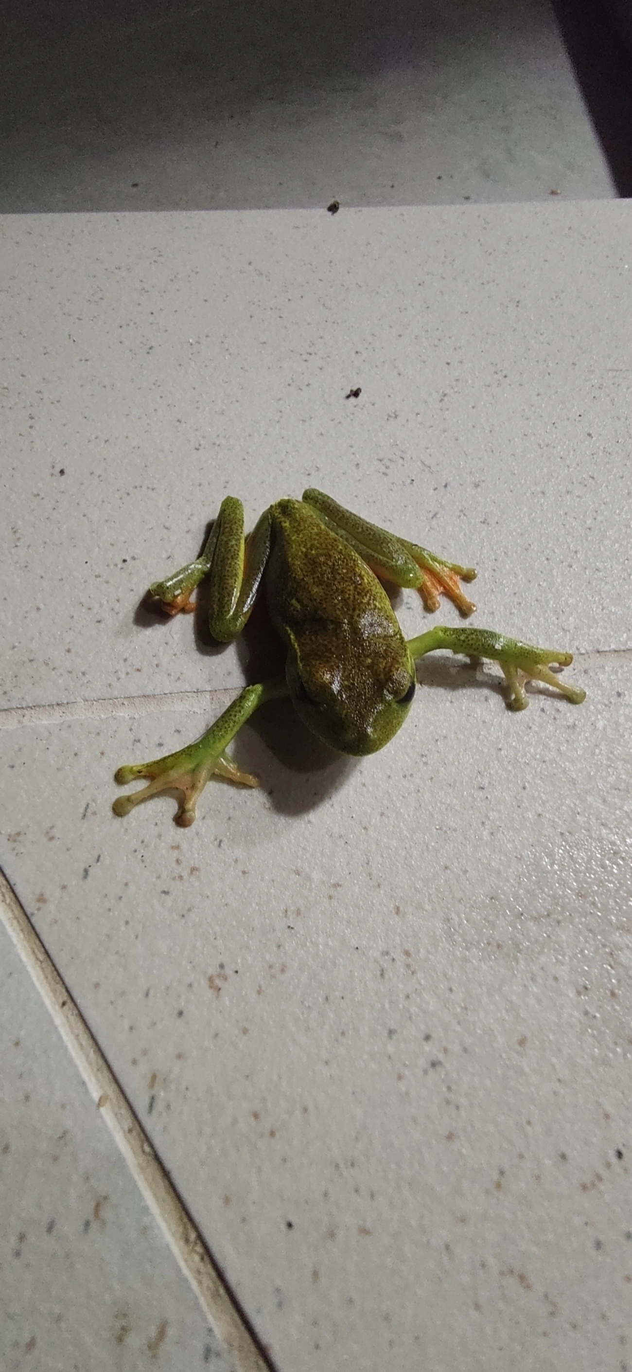 Perereca-araponga (Boana albomarginata), anfíbios, fotografado em Maresias, São Sebastião