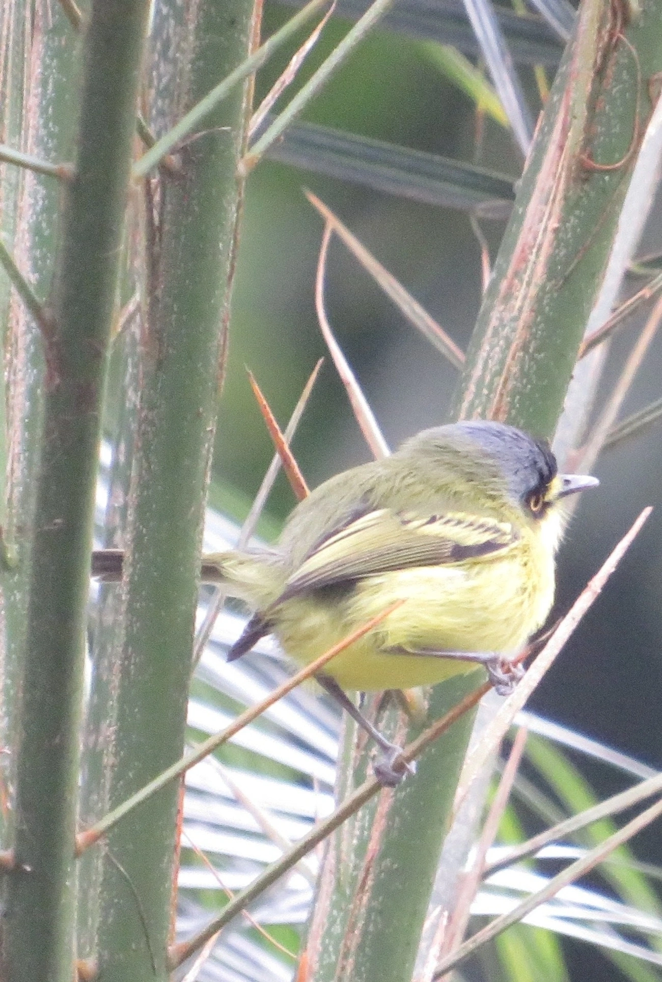 Teque-teque (Todirostrum poliocephalum), aves, fotografado em Maresias, São Sebastião