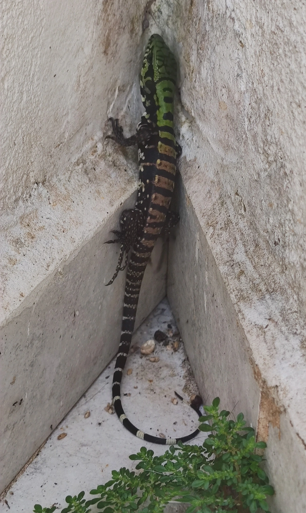 Teiú (Salvator merianae), répteis, fotografado em Maresias, São Sebastião