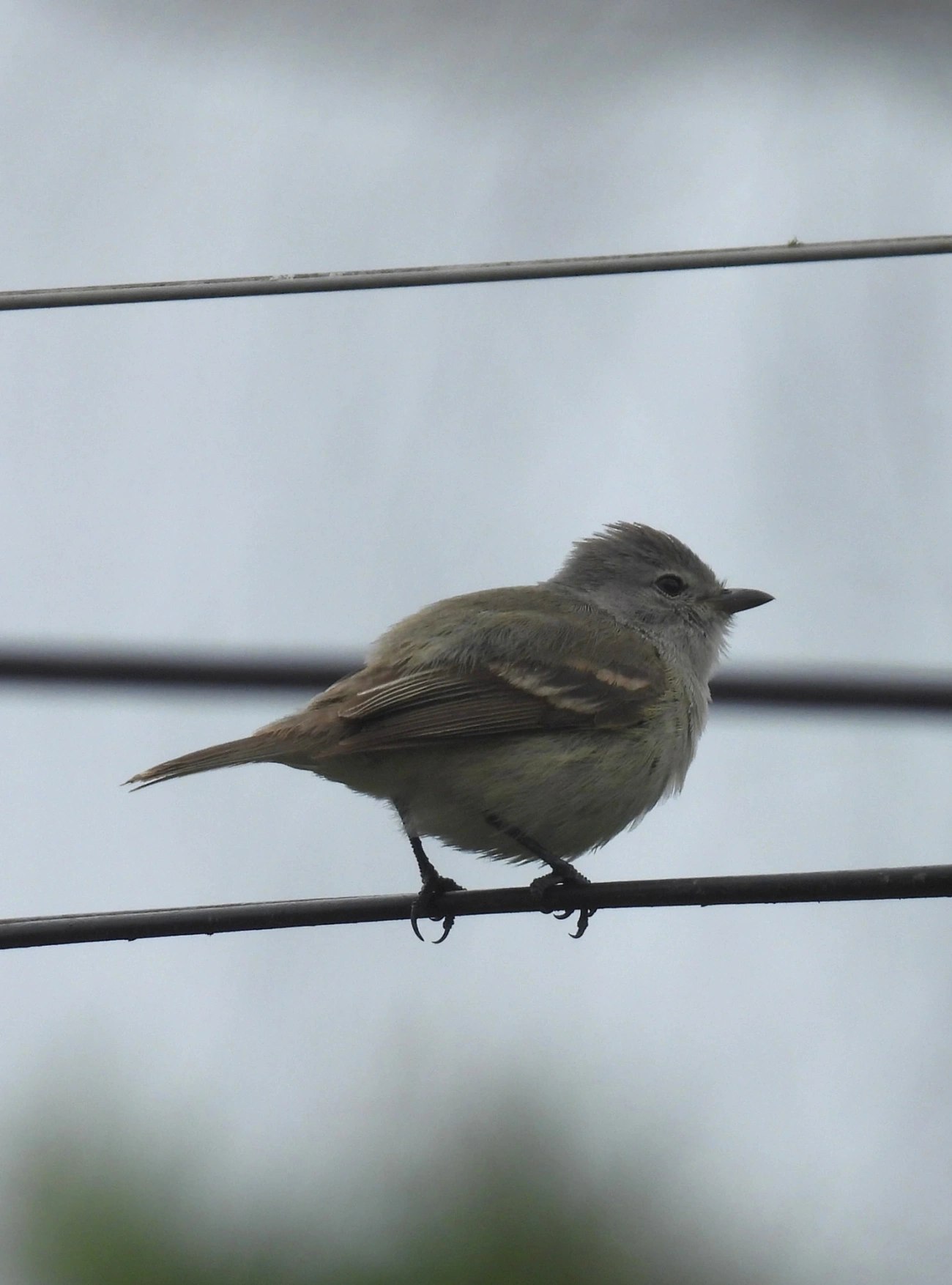 Risadinha (Camptostoma obsoletum), aves, fotografado em Maresias, São Sebastião