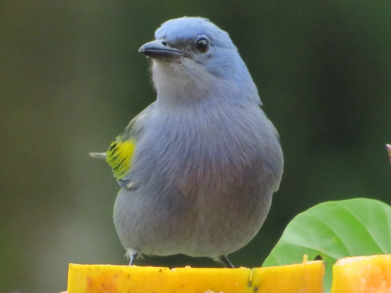 Sanhaçu-de-encontro-amarelo (Thraupis ornata), aves, fotografado em Maresias, São Sebastião