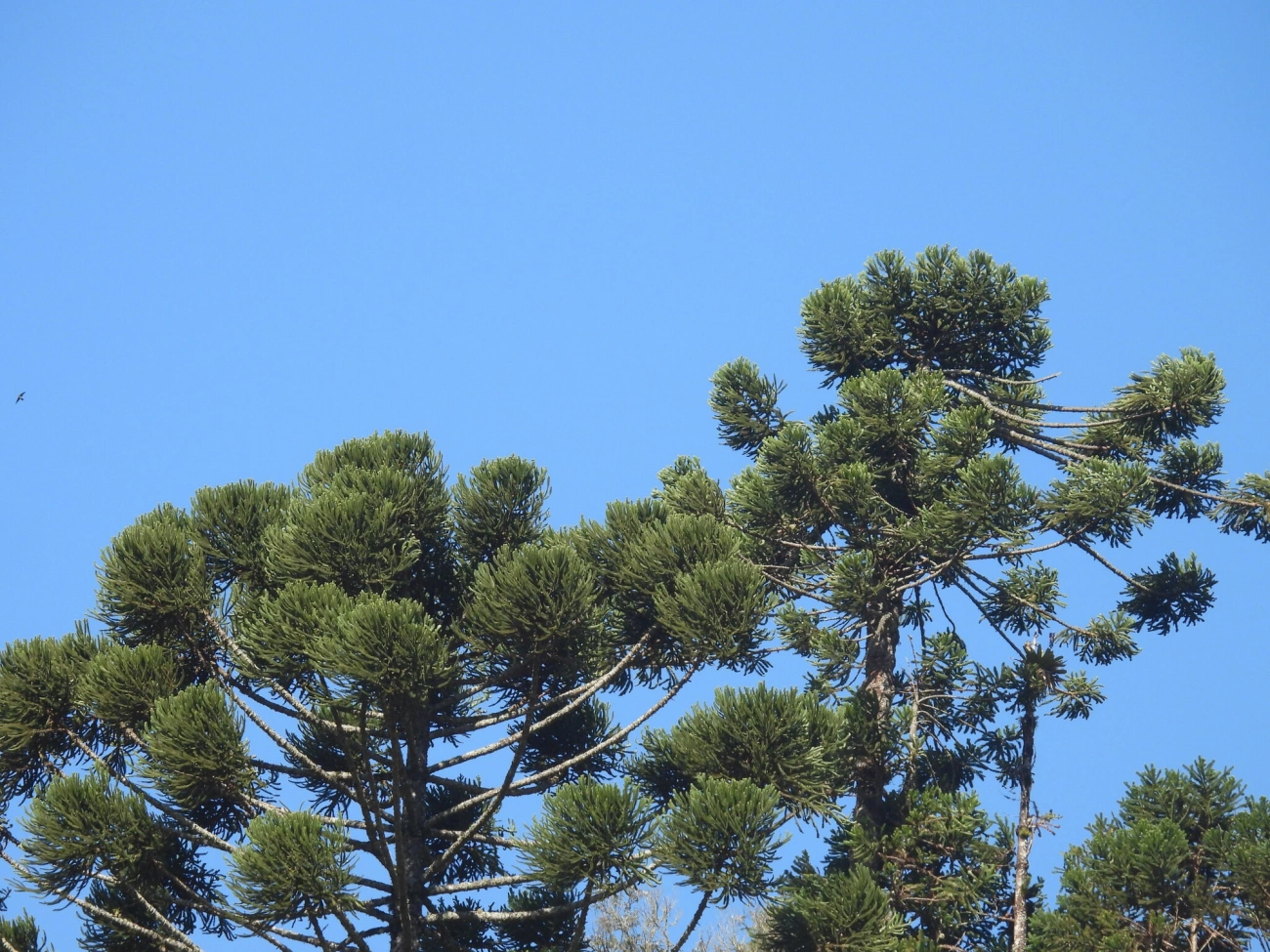 Araucária (Araucaria angustifolia), plantas, fotografado em Resende