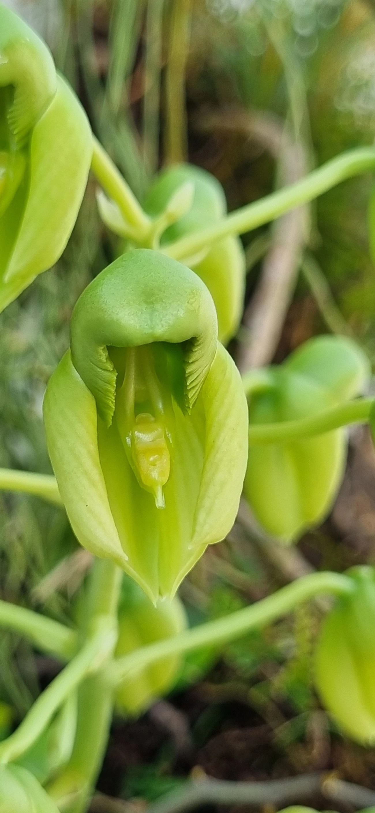 Catasetum, plantas, fotografado em Maresias, São Sebastião