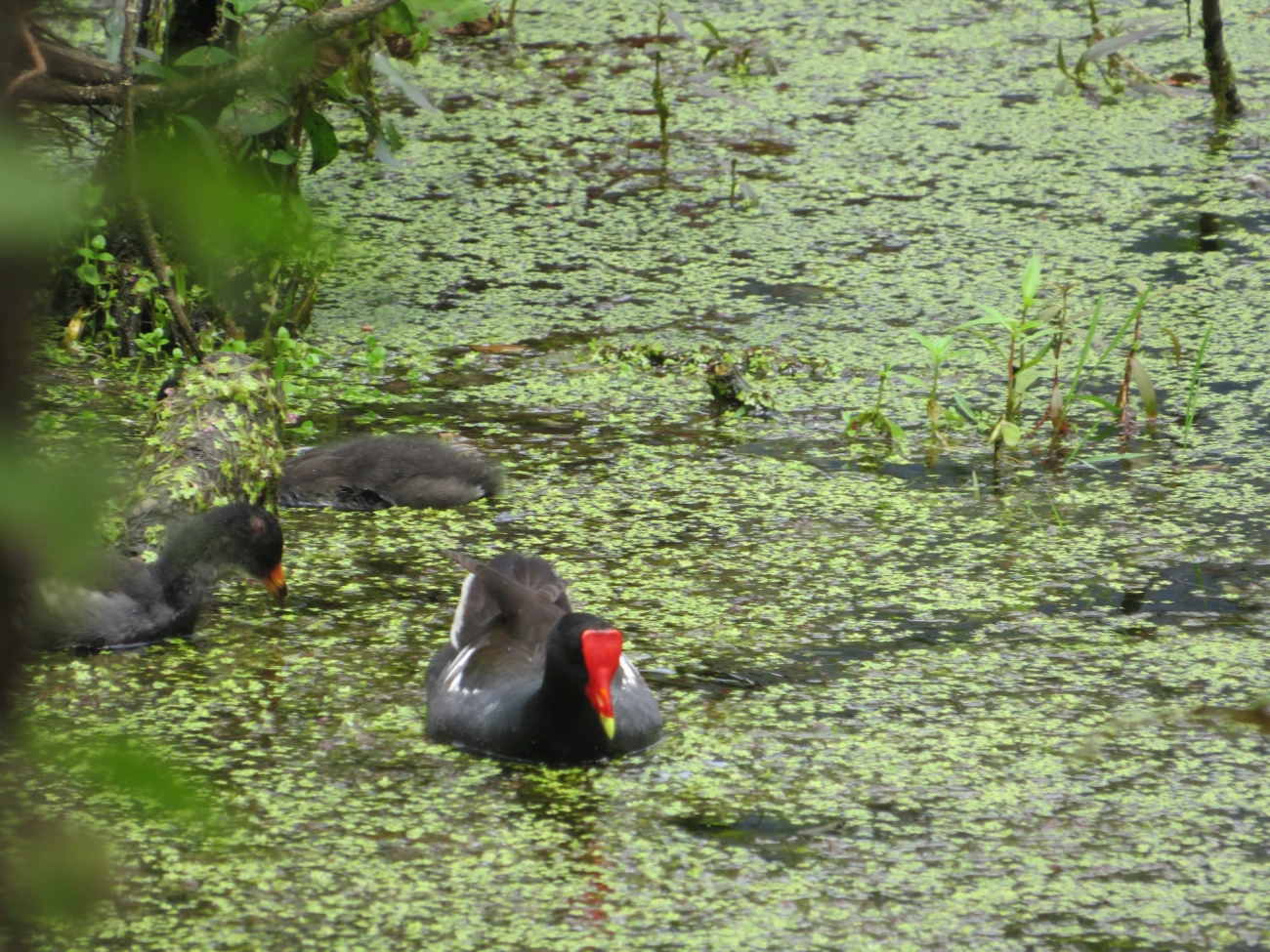 Frango-d'água-comum (Gallinula galeata), aves, fotografado em Maresias, São Sebastião