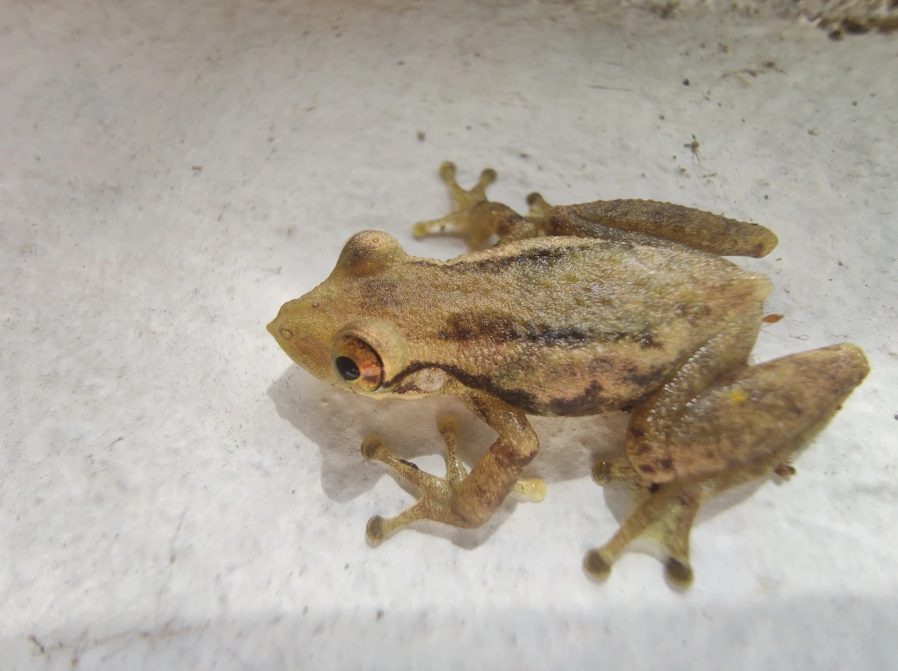 Scinax, anfíbios, fotografado em Maresias, São Sebastião