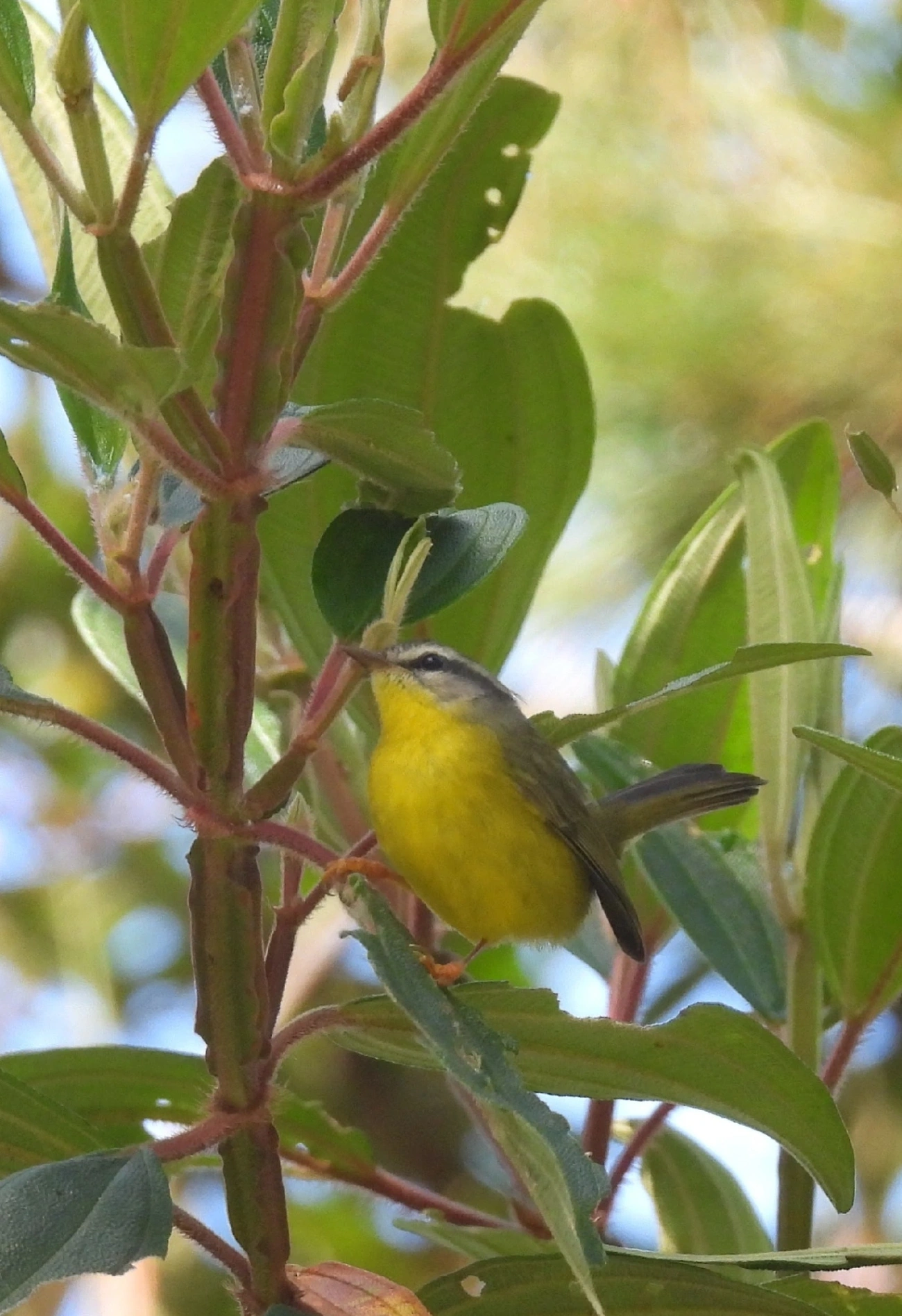 Pula-Pula (Basileuterus culicivorus), aves, fotografado em Serrinha do Alambari