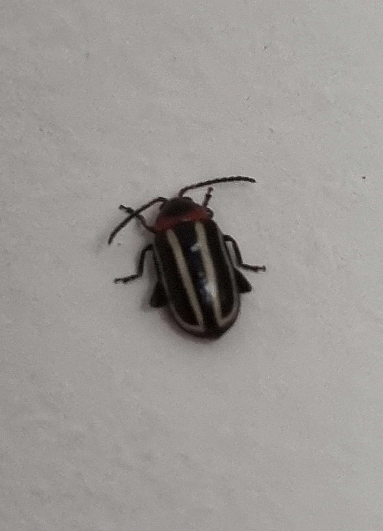 Besouro-pulga-do-caruru (Disonycha glabrata), insetos, fotografado em Maresias, São Sebastião