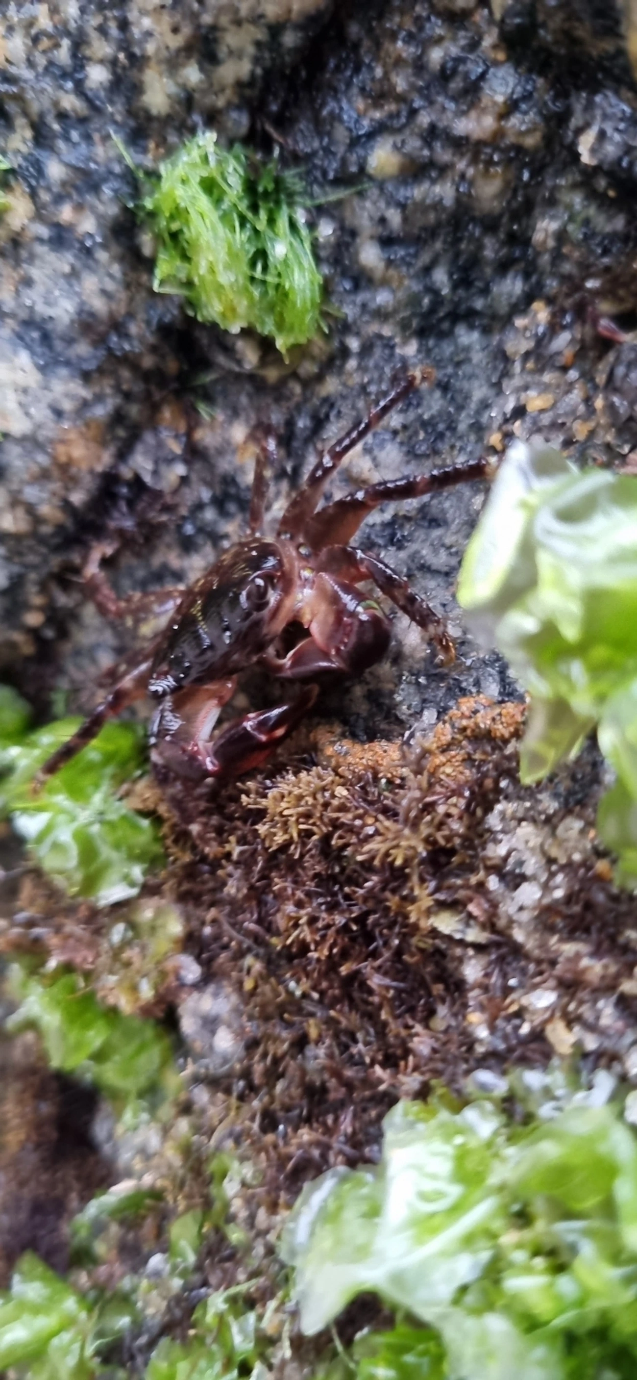 Caranguejo-verde (Pachygrapsus transversus), crustáceos, fotografado em Maresias, São Sebastião