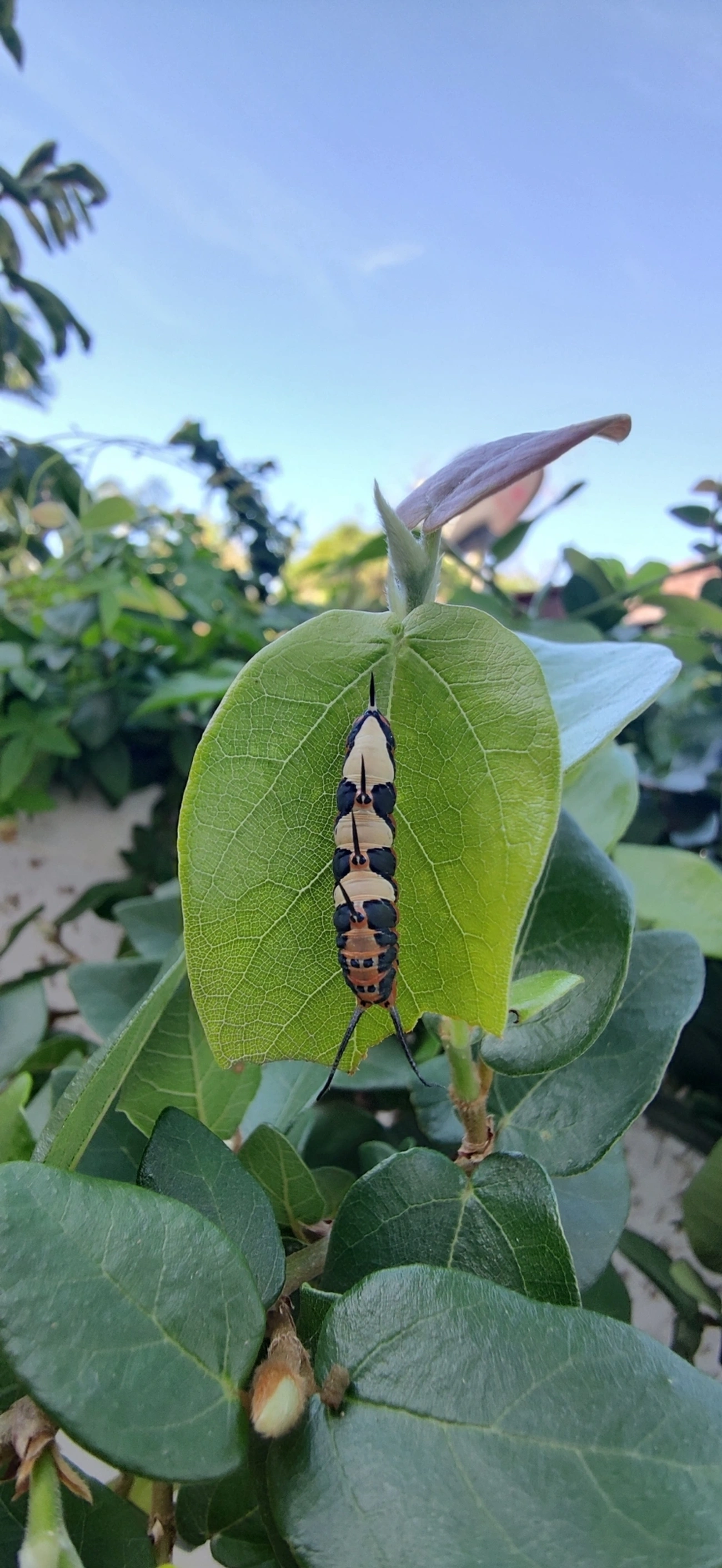 Borboleta-Asas-de-Punhal (Marpesia petreus), insetos, fotografado em Maresias, São Sebastião