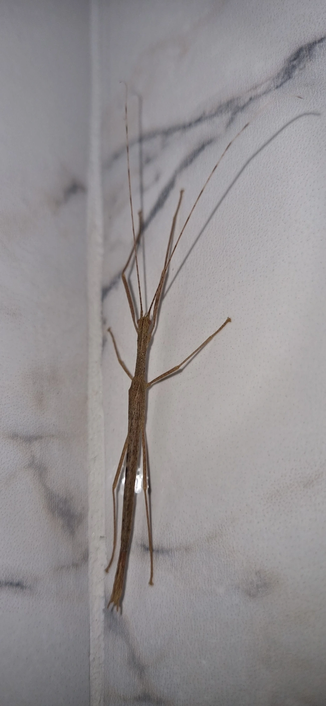 Bicho-pau (Metriophasma pericles), insetos, fotografado em Maresias, São Sebastião