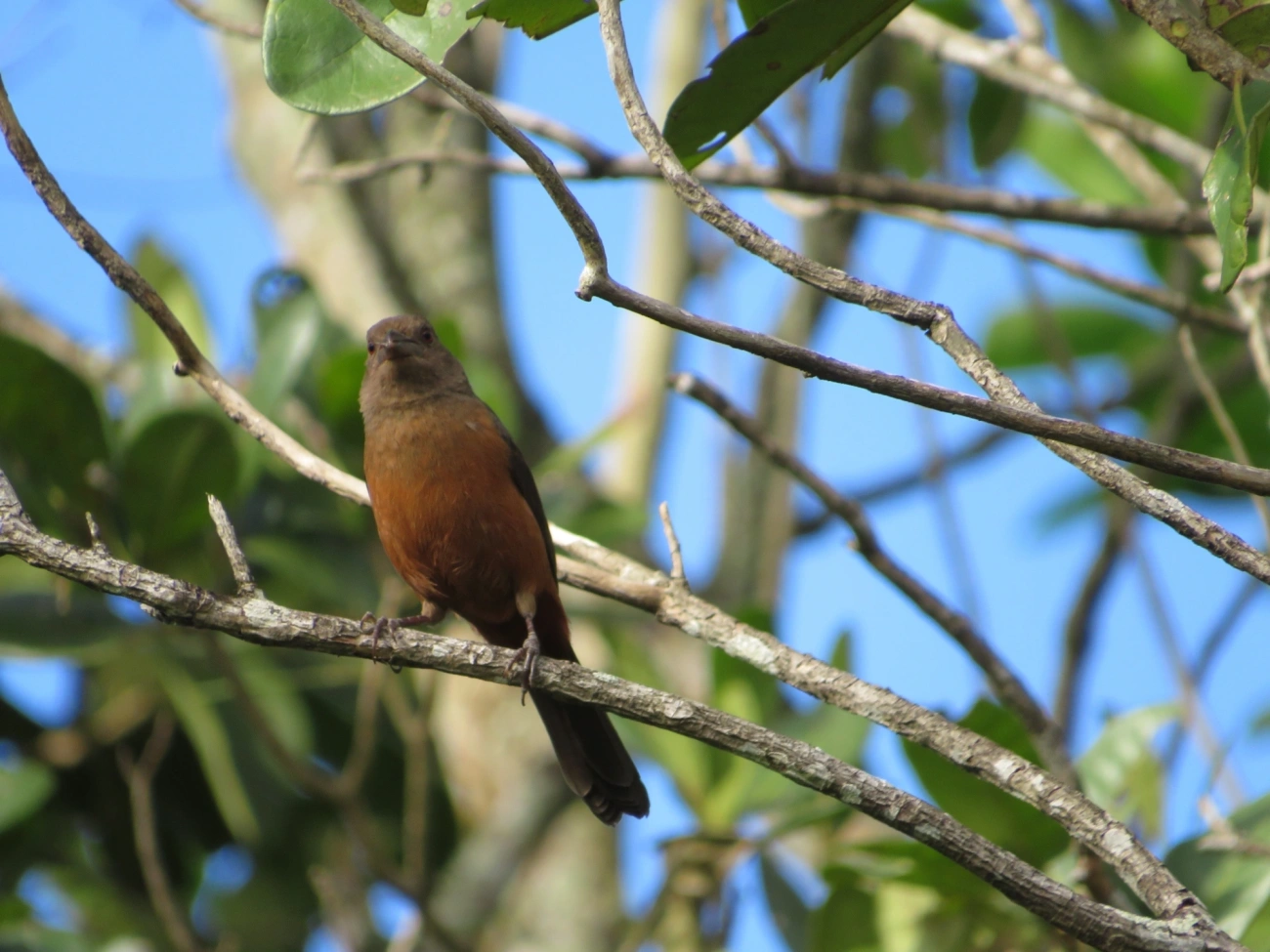Tiê-sangue (Ramphocelus bresilius), aves, fotografado em Maresias, São Sebastião