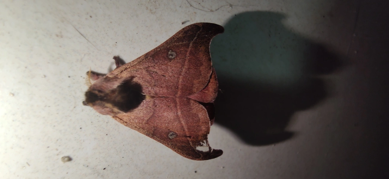 Hylesia nanus, insetos, fotografado em Maresias, São Sebastião