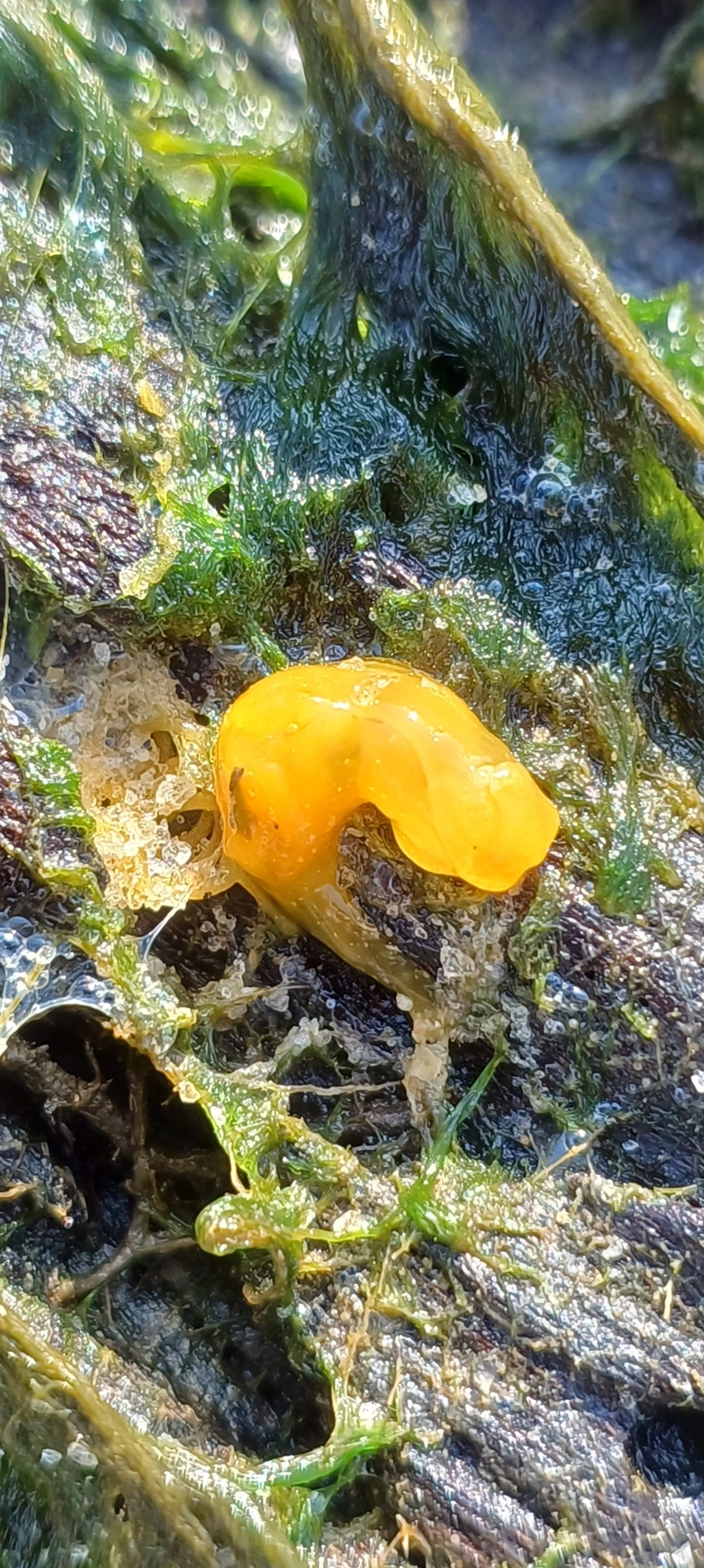 Doriopsilla, moluscos, fotografado em Maresias, São Sebastião