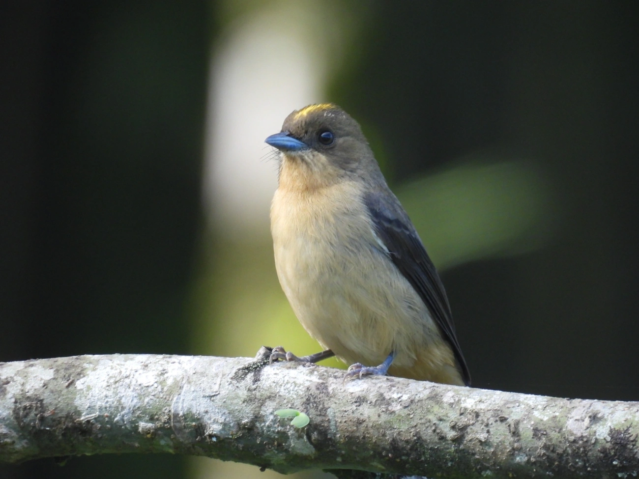 Tiê-de-topete (Trichothraupis melanops), aves, fotografado em Serrinha do Alambari