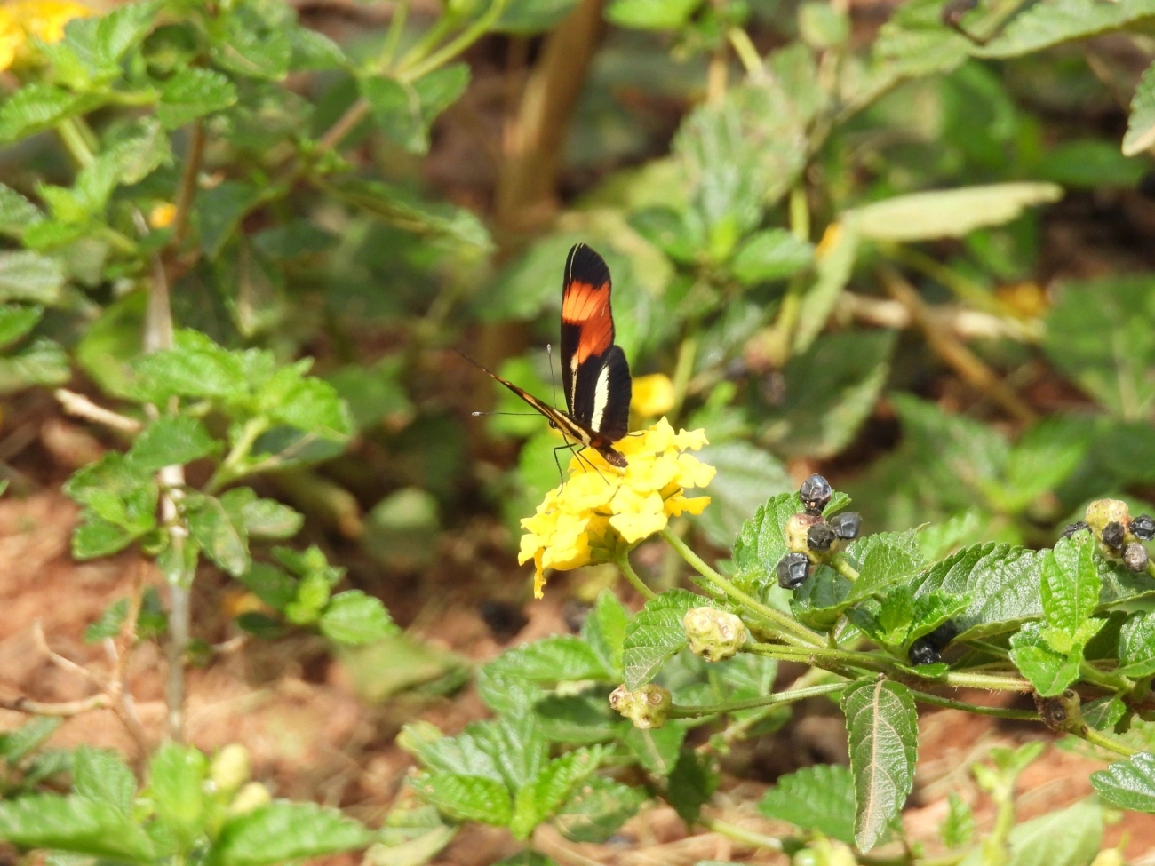 Falsa-erato (Eresia lansdorfi), insetos, fotografado em Rua Coronel João Leme, Bragança Paulista