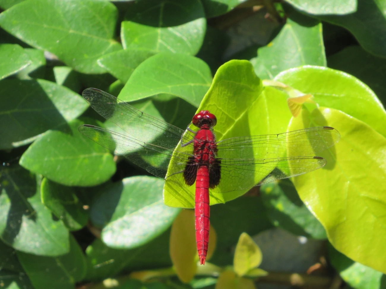 Falcão-das-lagoas-clarete (Erythemis mithroides), insetos, fotografado em Maresias, São Sebastião