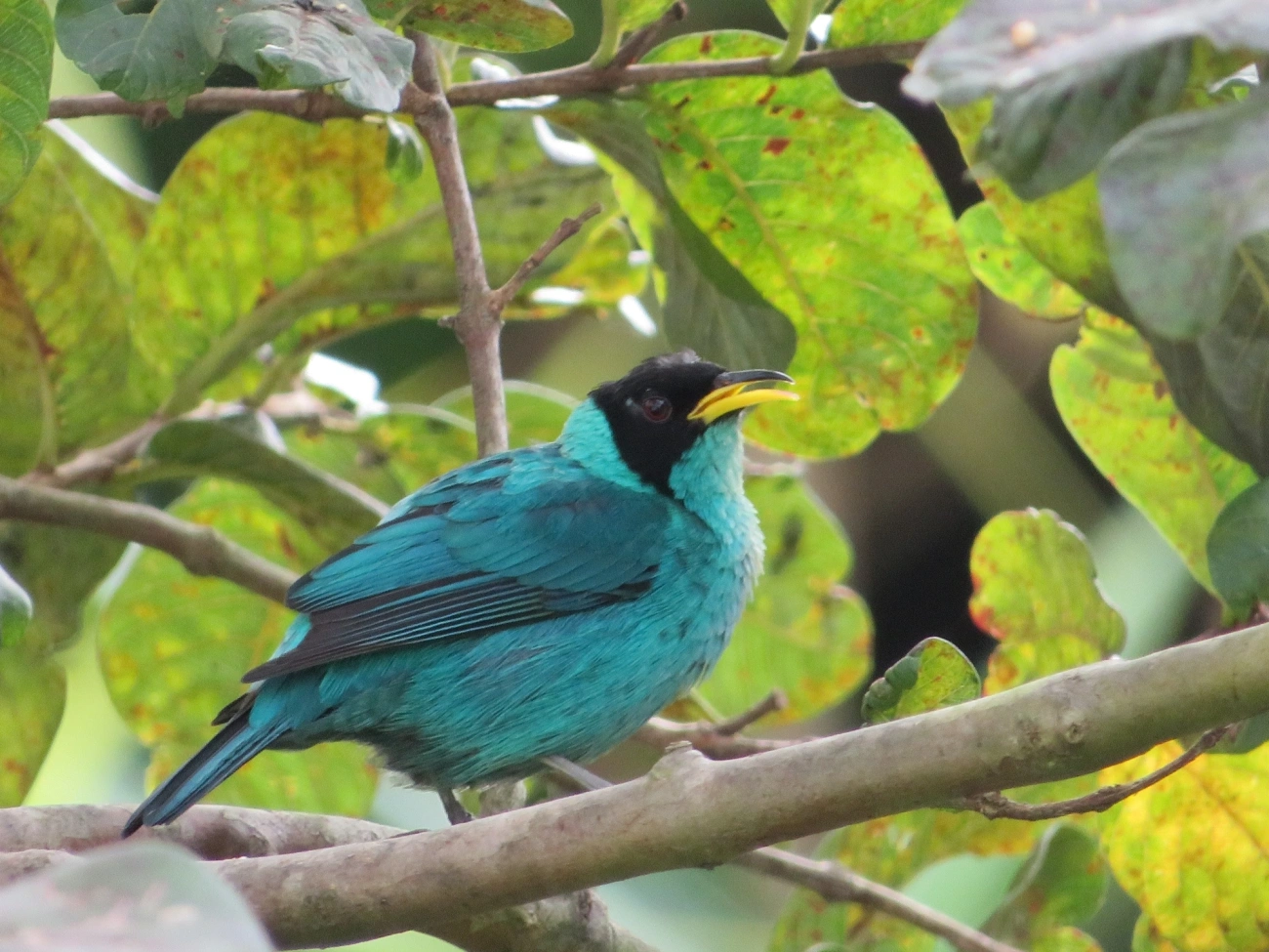 Saí-verde (Chlorophanes spiza), aves, fotografado em Maresias, São Sebastião