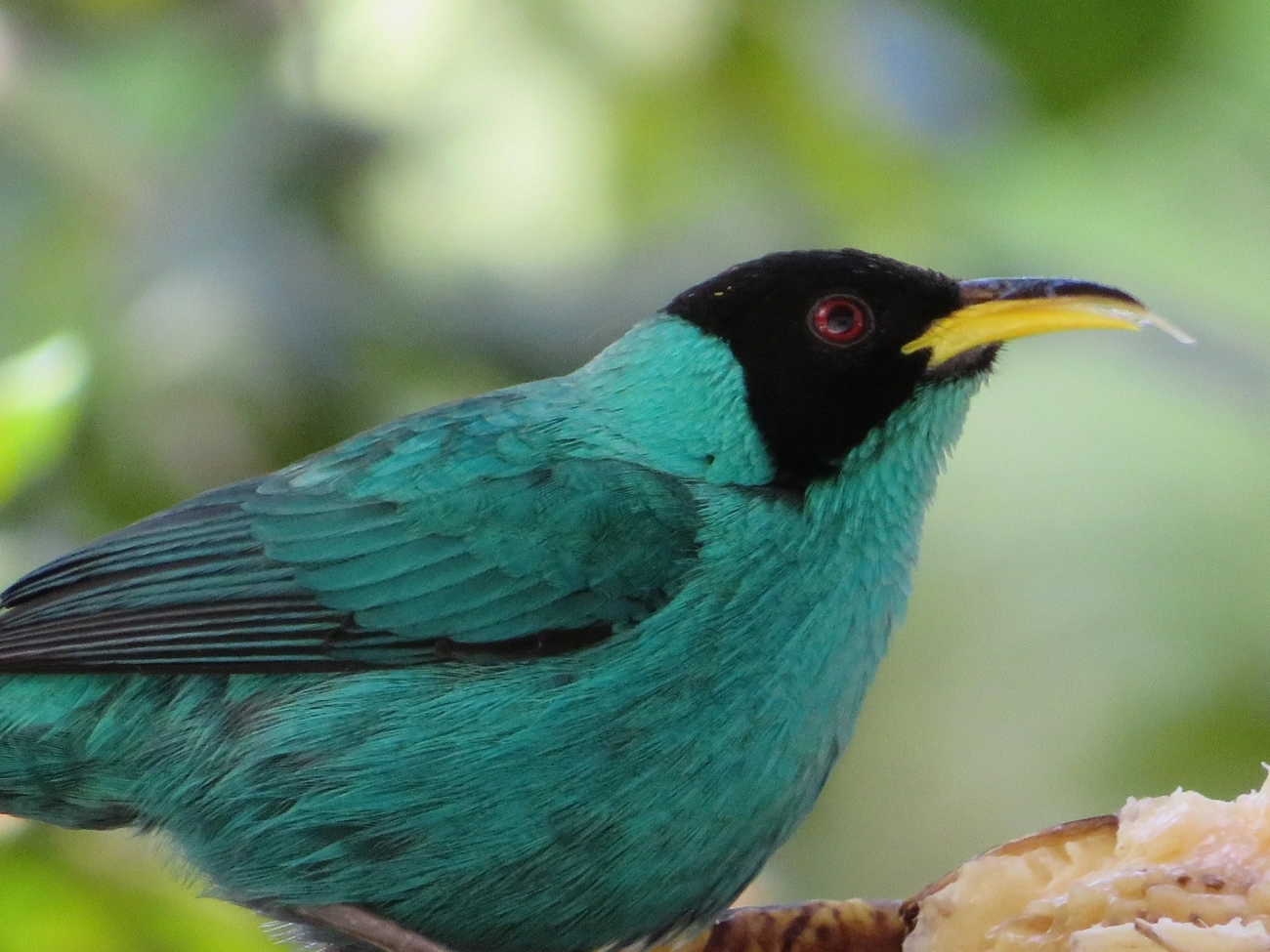 Saí-verde (Chlorophanes spiza), aves, fotografado em Maresias, São Sebastião