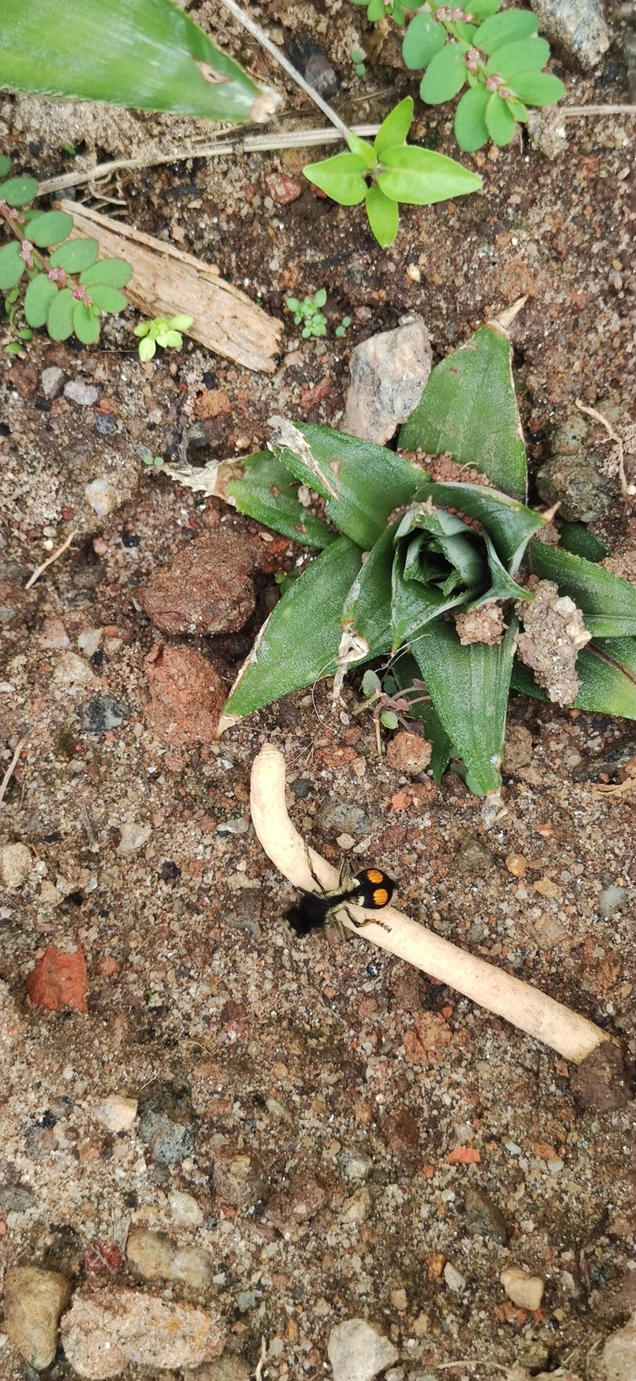 Formiga-feiticeira (Hoplomutilla spinosa), insetos, fotografado em Maresias, São Sebastião
