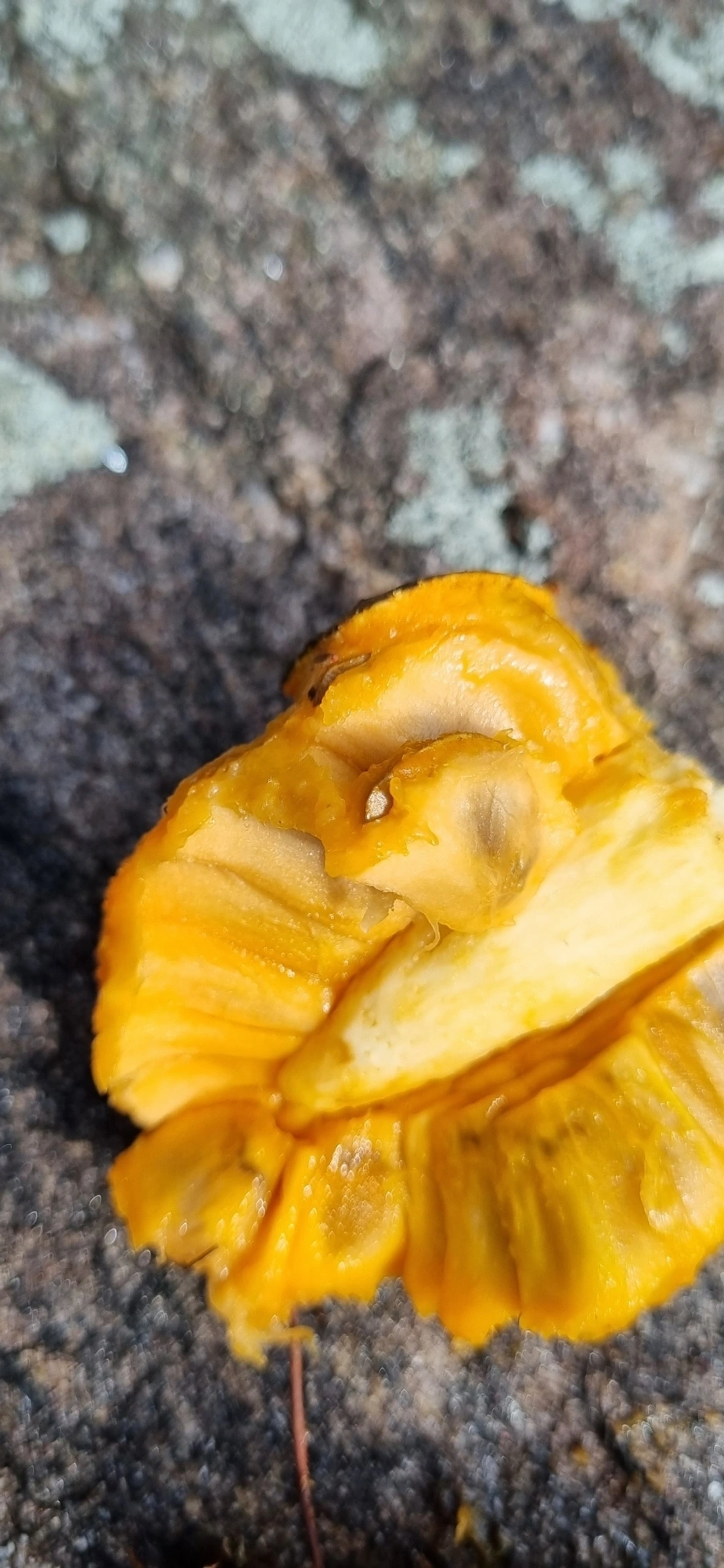 Araticum-do-brejo (Annona glabra), plantas, fotografado em Maresias, São Sebastião