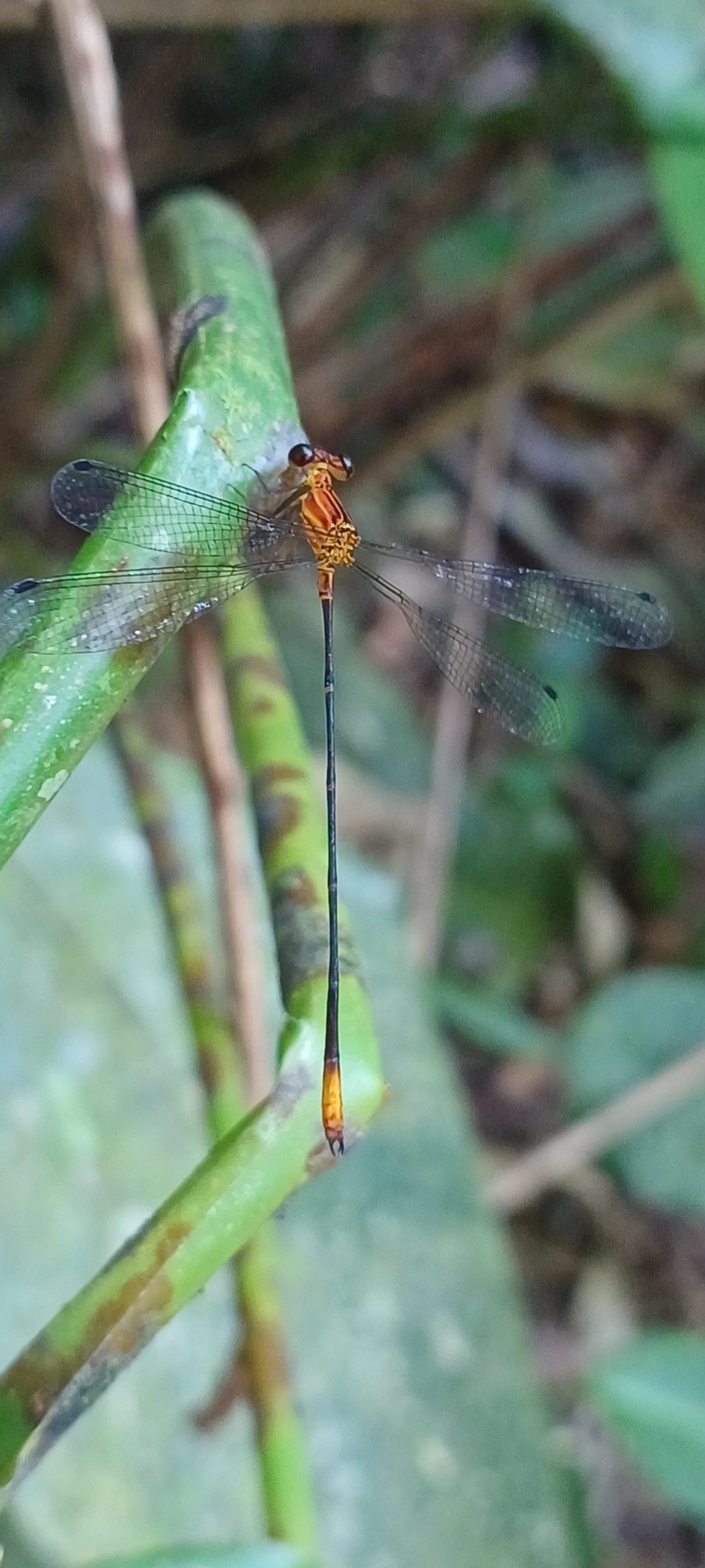 Heteragrion, insetos, fotografado em Maresias, São Sebastião