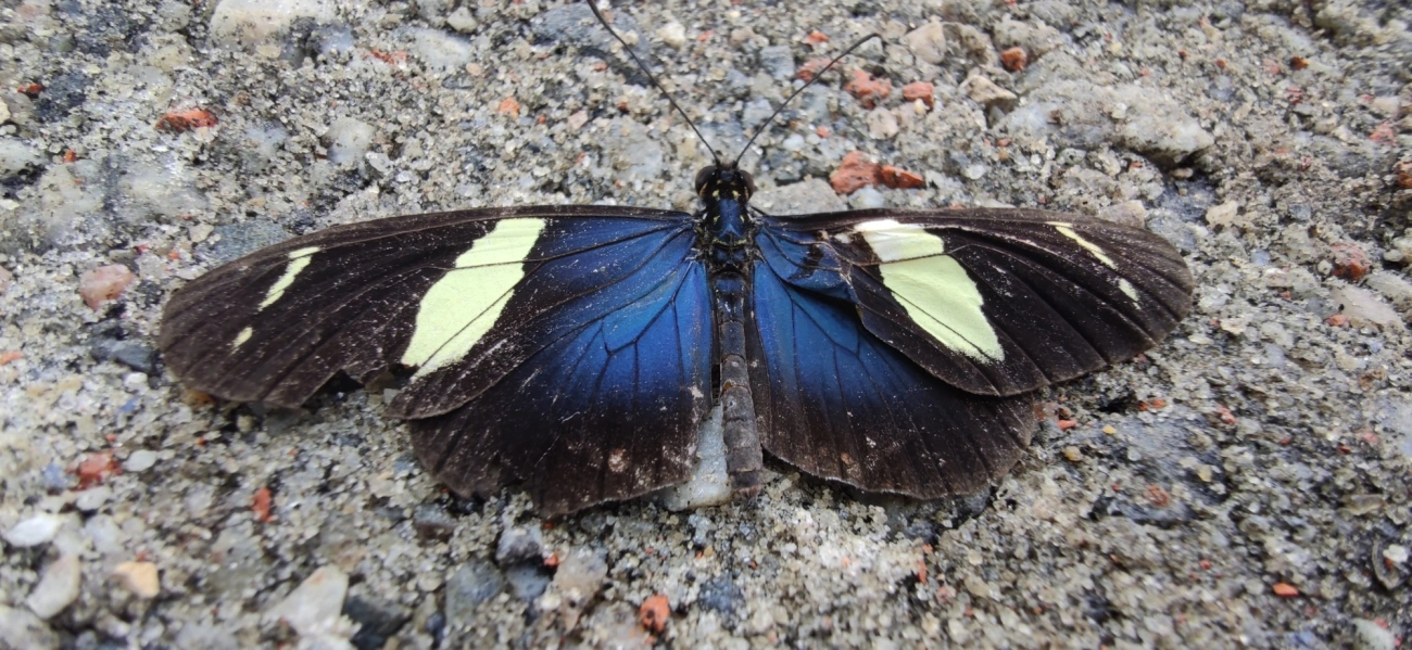 Borboleta-sara (Heliconius sara), insetos, fotografado em Maresias, São Sebastião