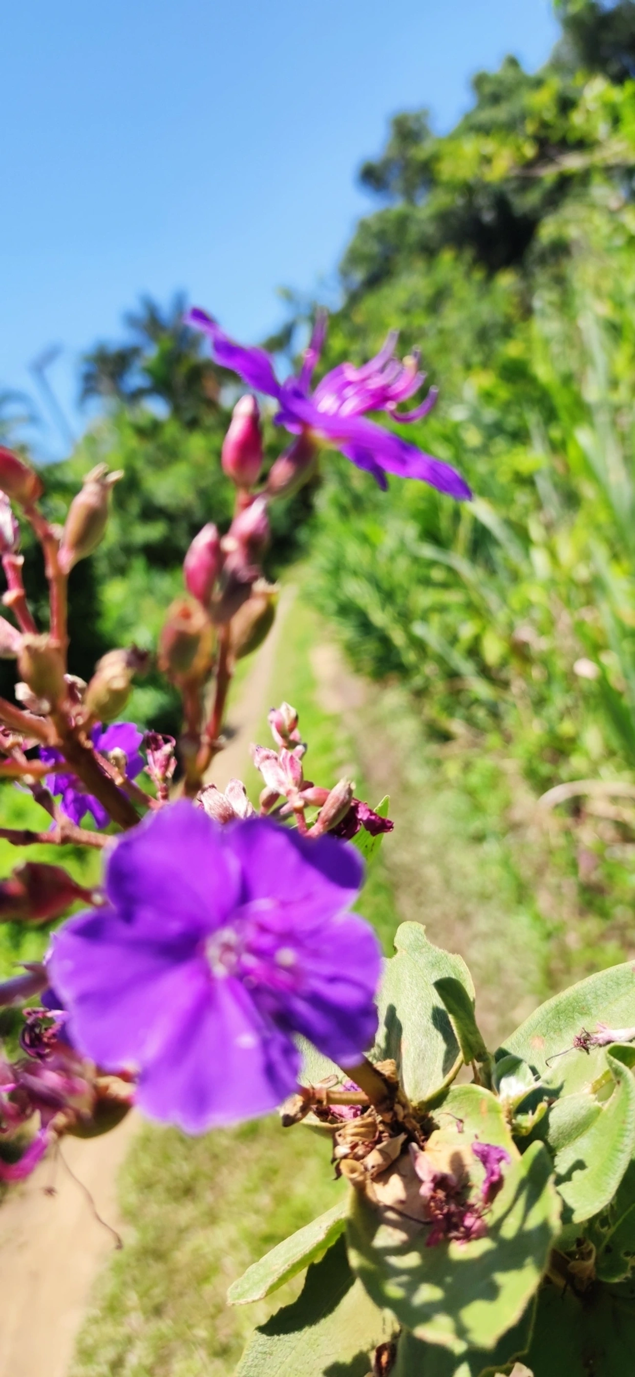 Orelha-de-onça (Pleroma heteromallum), plantas, fotografado em Maresias, São Sebastião