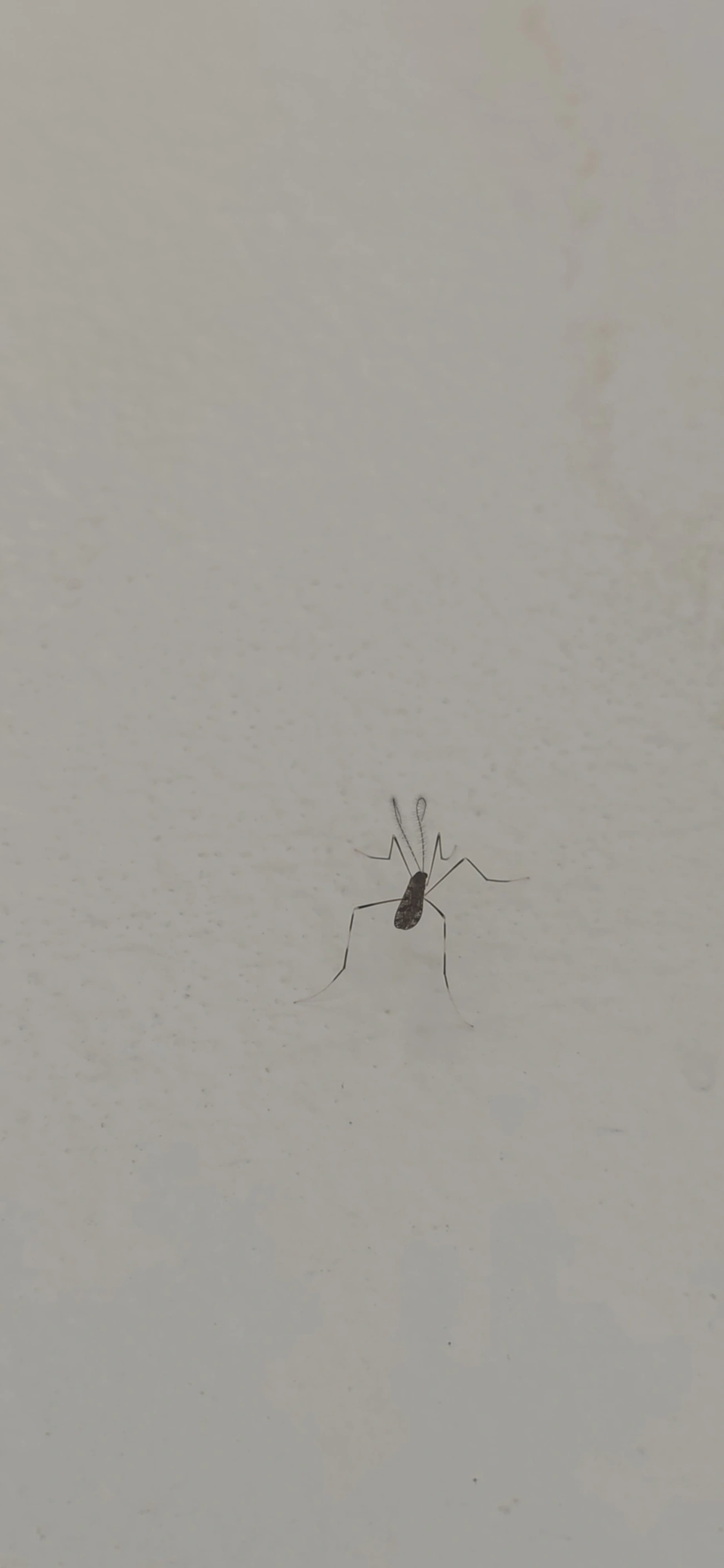 Polymera microstictula, insetos, fotografado em Maresias, São Sebastião