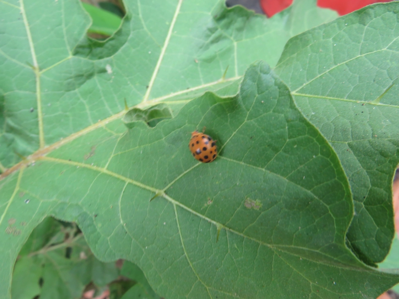 Joaninha-de-vinte-e-oito-pintas (Henosepilachna vigintioctopunctata), insetos, fotografado em Perequê, Ilhabela